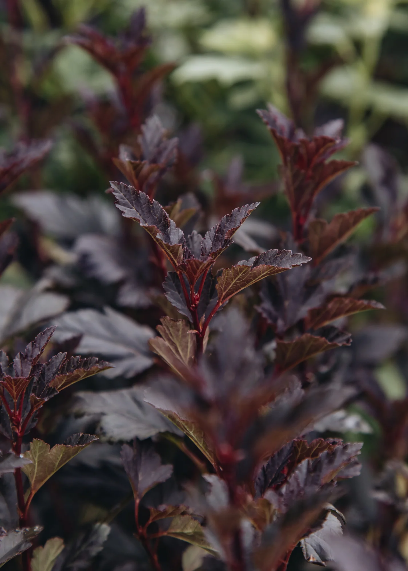 Physocarpus 'Tiny Wine', 3L - Image 2