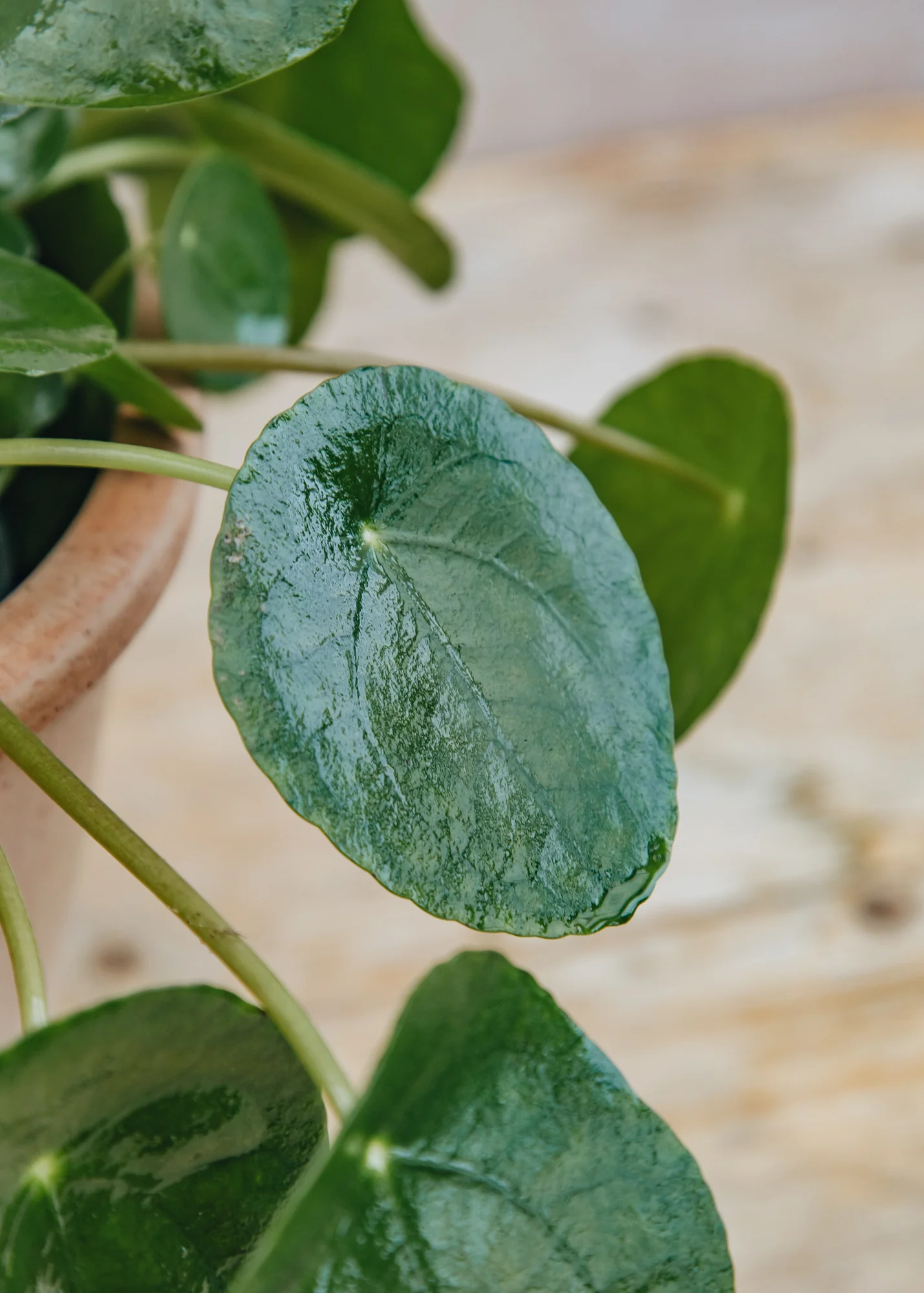 Pilea peperomioides, 17cm - Image 2