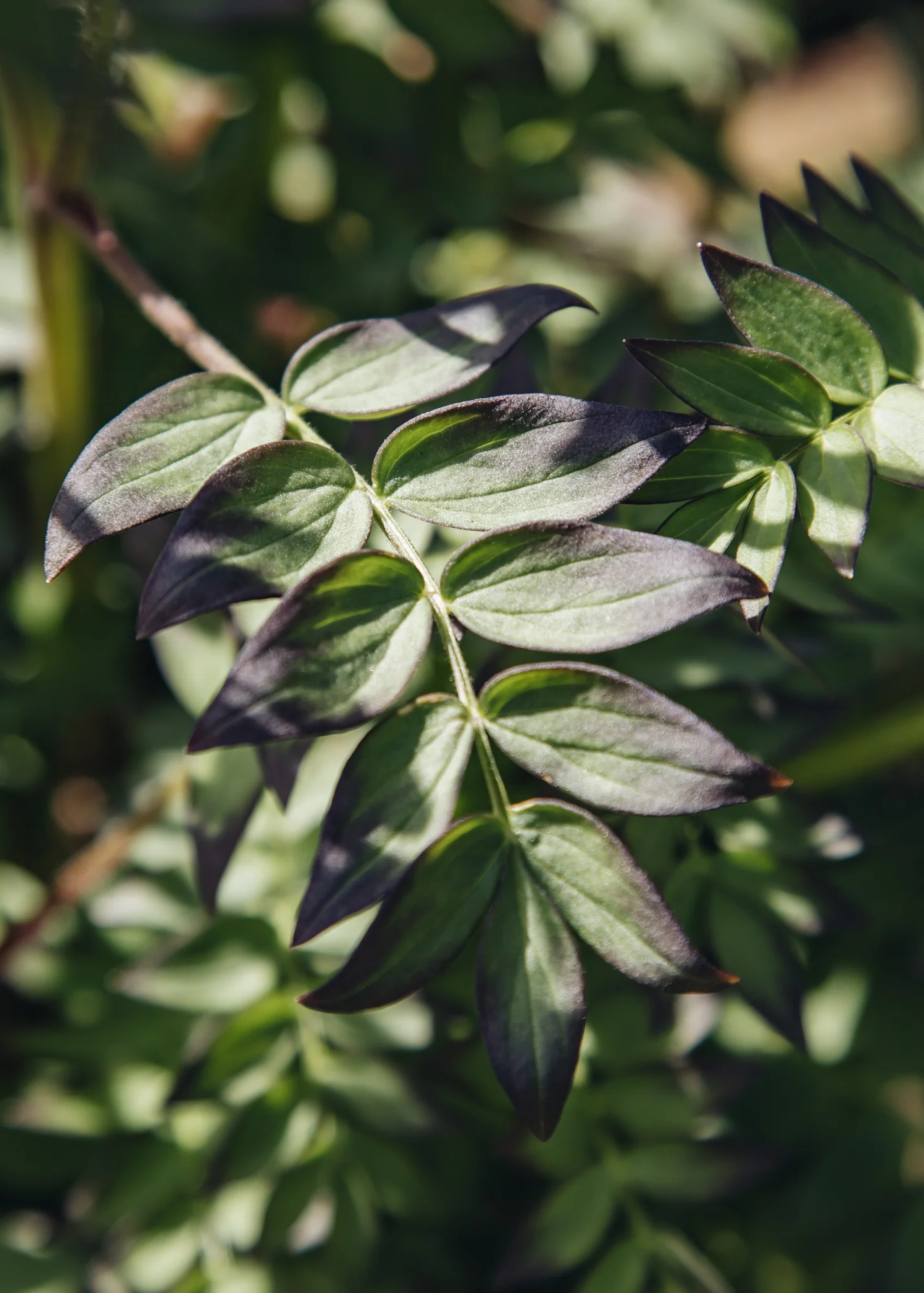 Polemonium 'Violet Heart', 3L - Image 2