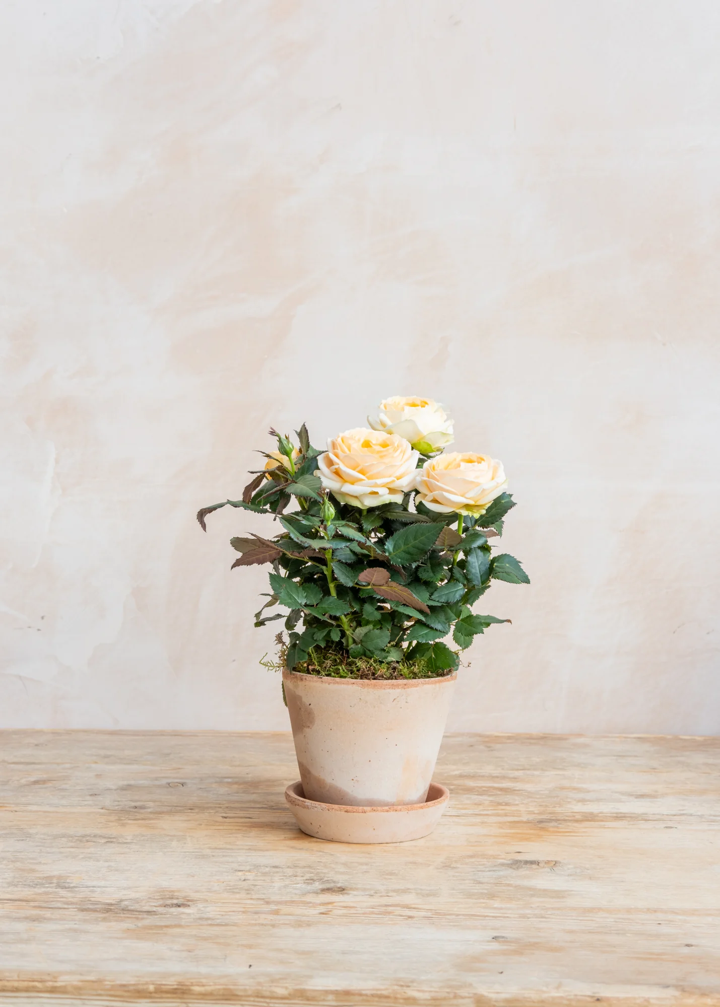 Potted Peach Rosa Belami with Saucer