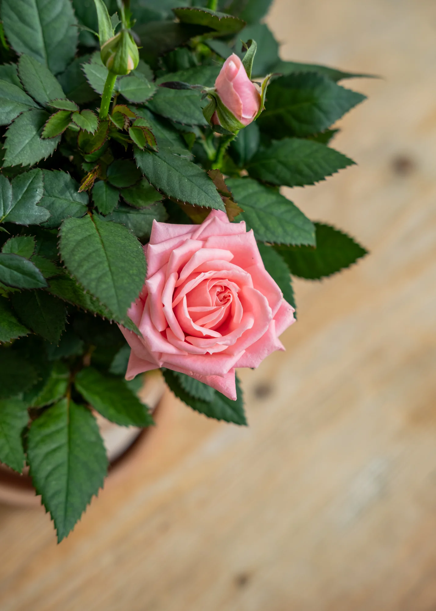 Potted Pink Rosa Esmeralda with Saucer - Image 2