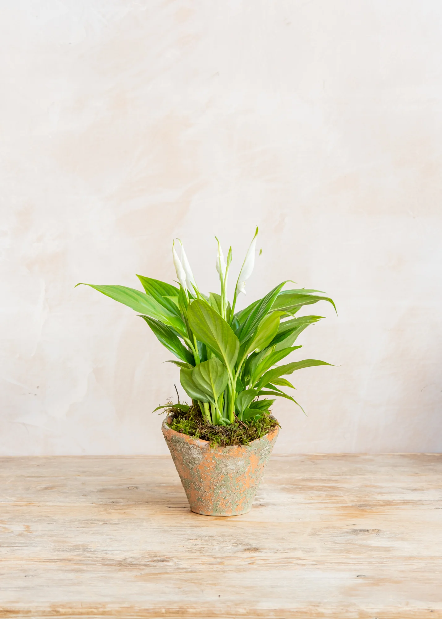Potted Spathiphyllum Pearl