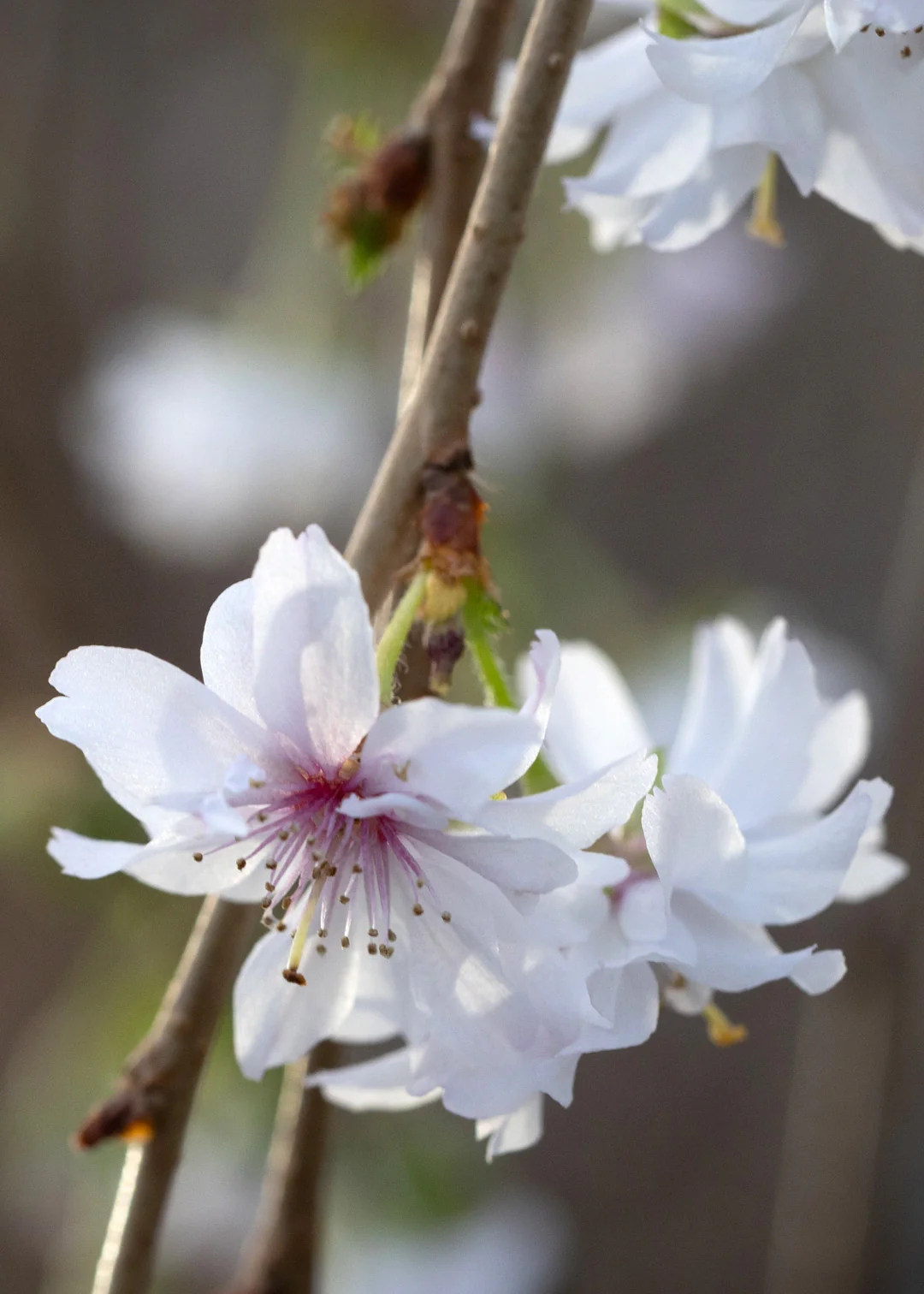 Prunus Crystal Falls, 12L - Image 2