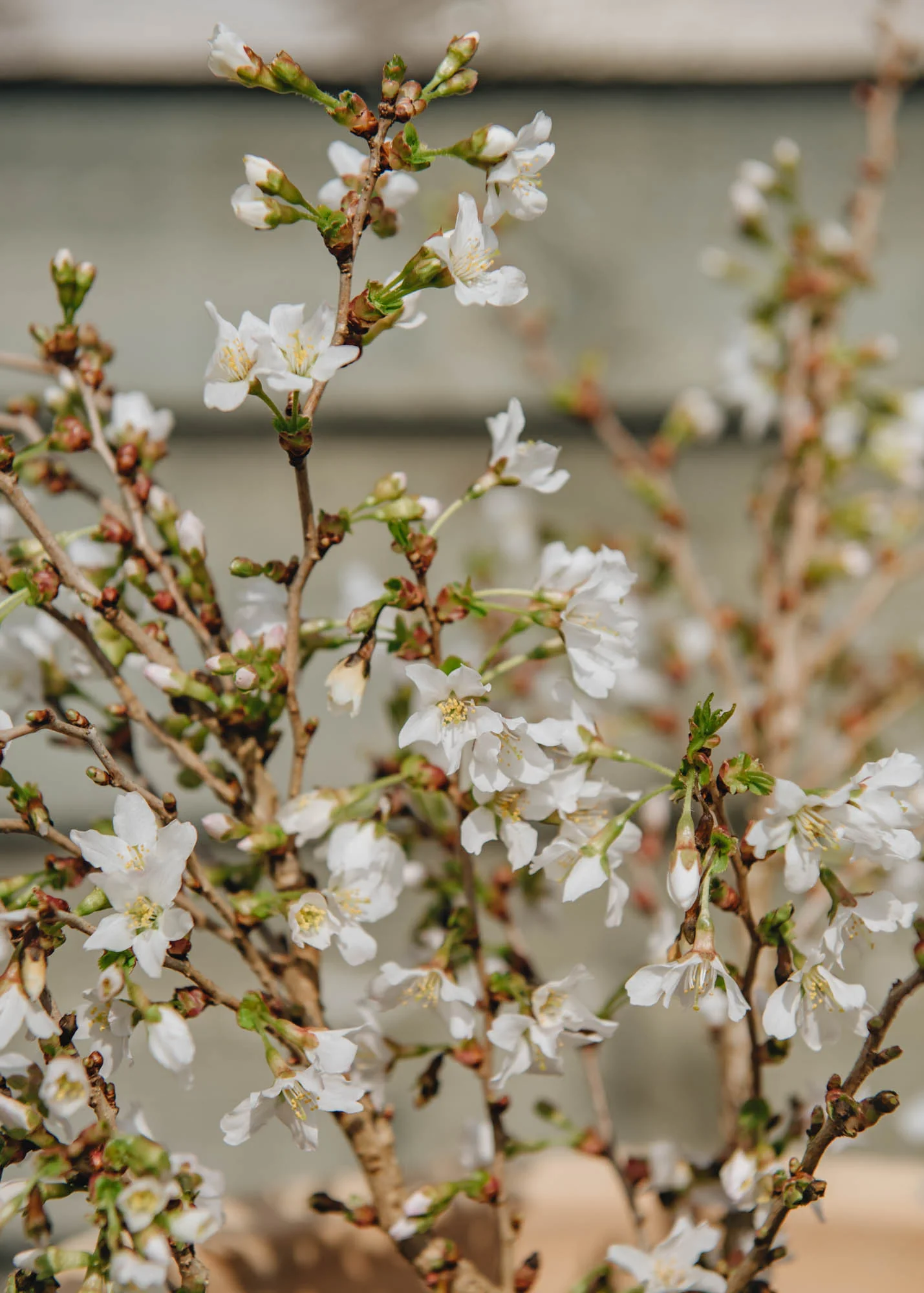 Prunus incisa Kojo-no-mai, 7.5L