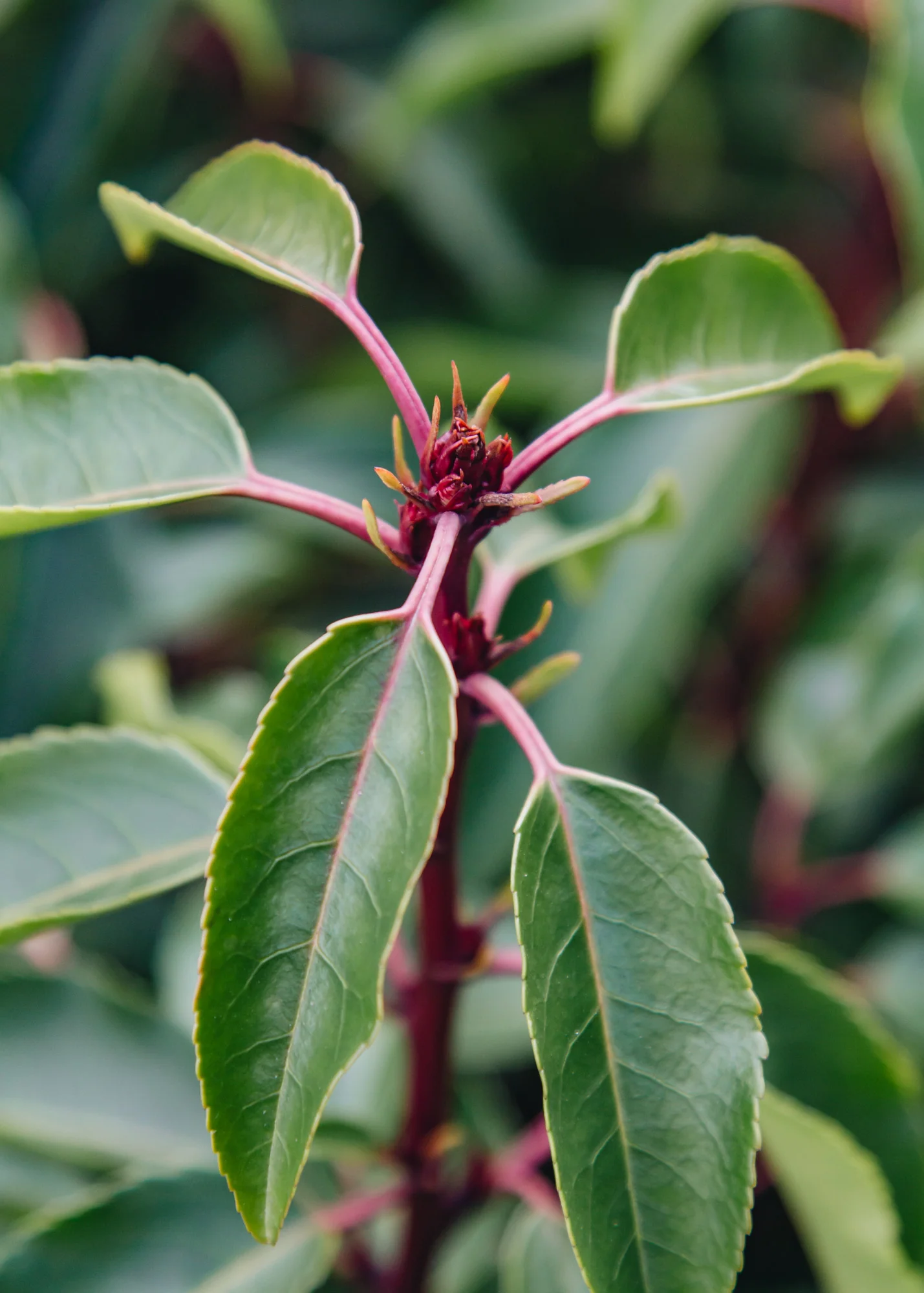 Prunus lusitanica Myrtifolia, 3L - Image 3