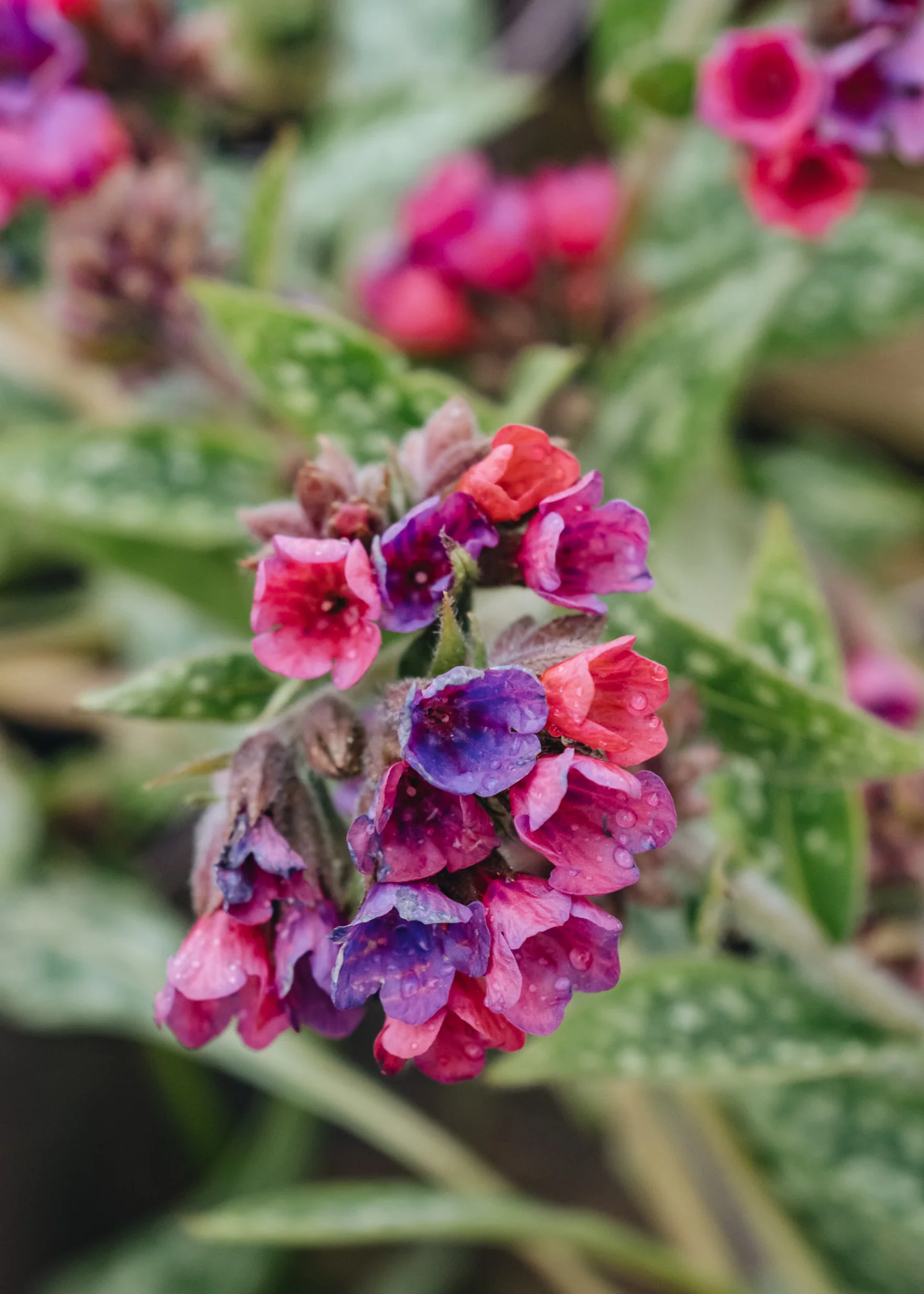 Pulmonaria Raspberry Splash, 2/3L