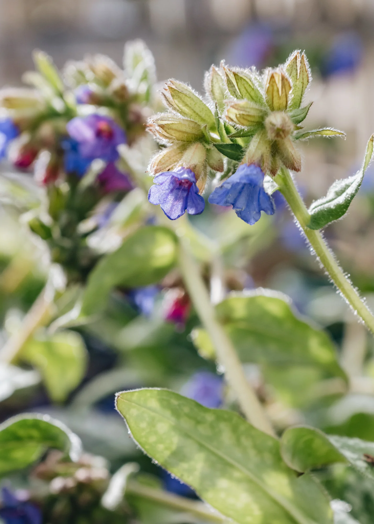 Pulmonaria Trevi Fountain, 2/3L - Image 2