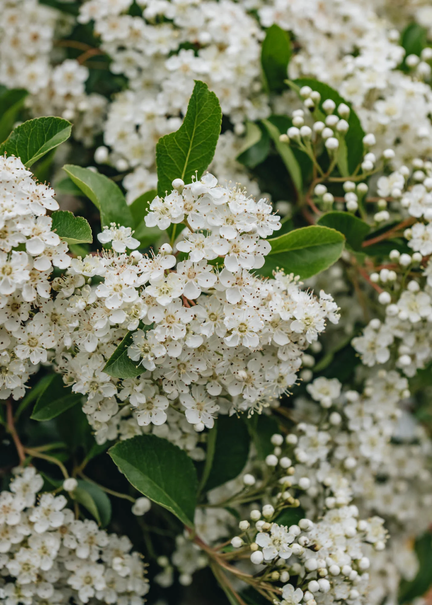 Pyracantha Soleil d'Or, 3L - Image 2