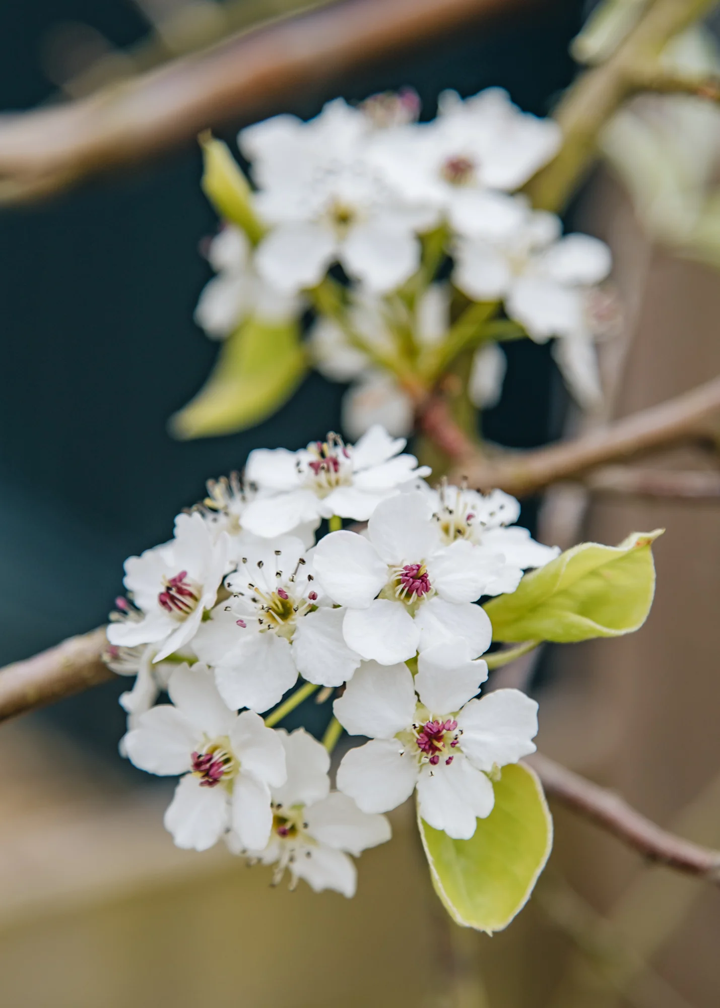 Pyrus calleryana Chanticleer AGM, 12L