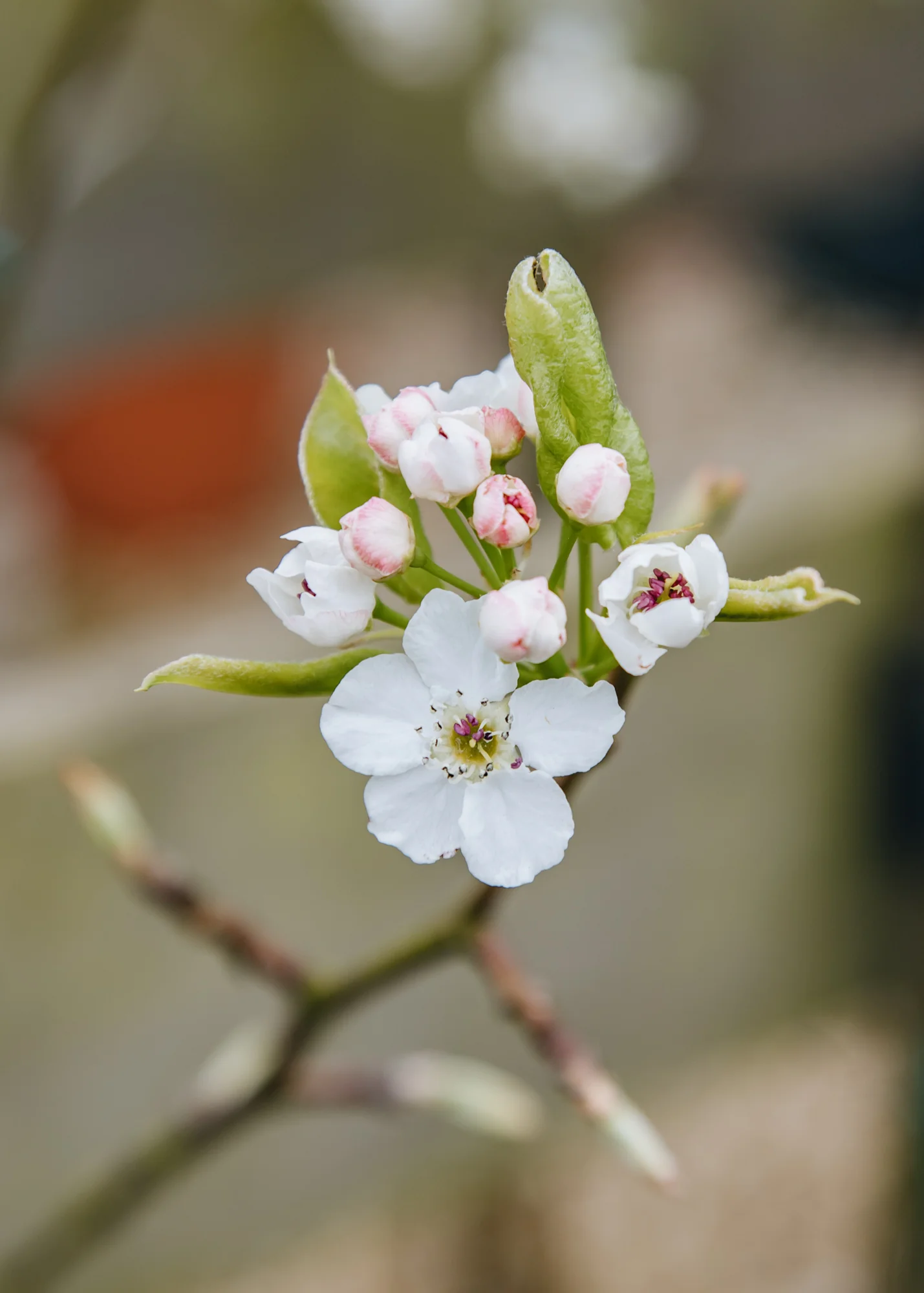 Pyrus calleryana Chanticleer AGM, 12L - Image 2