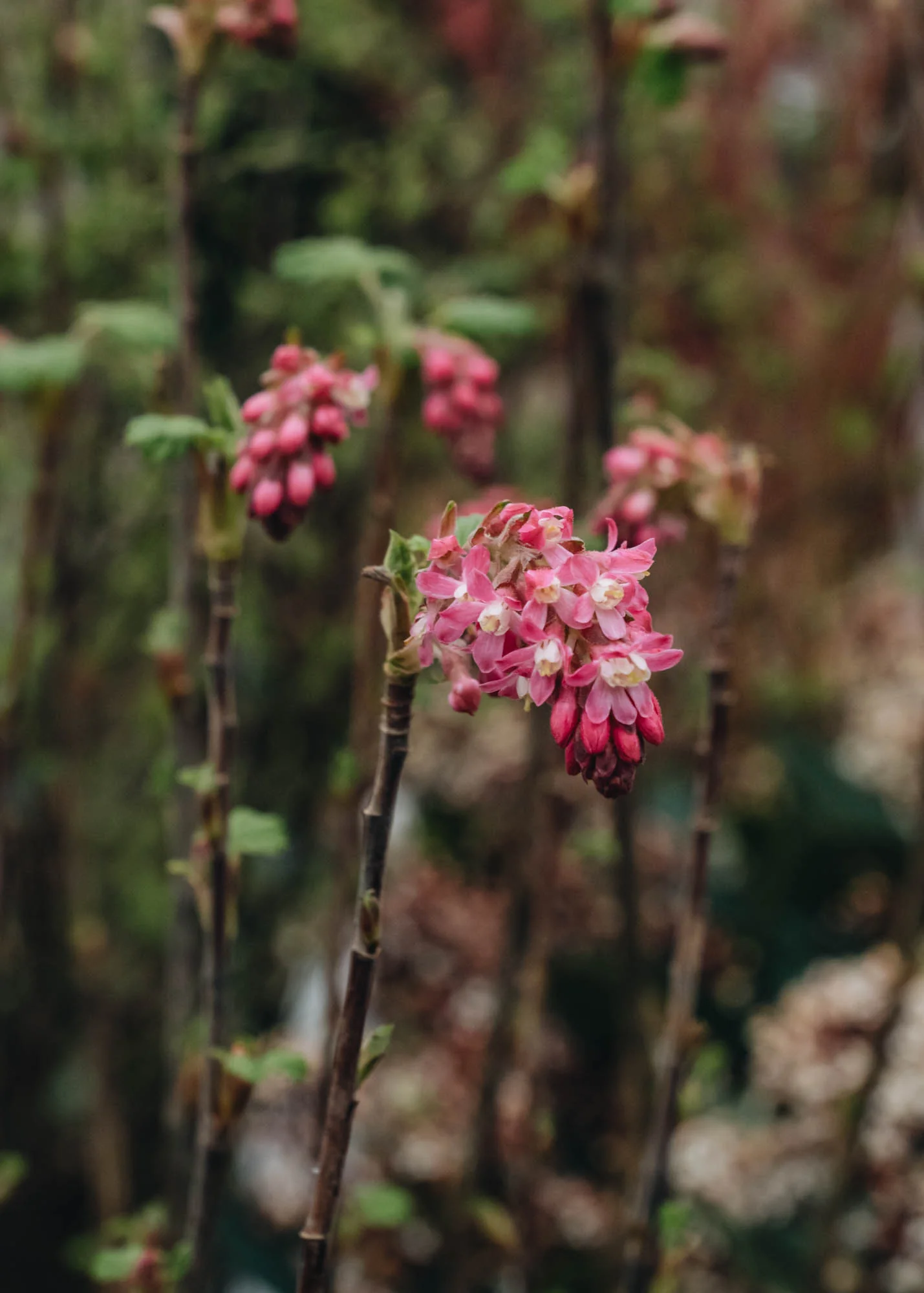 Ribes sanguineum 'Amore',  3L