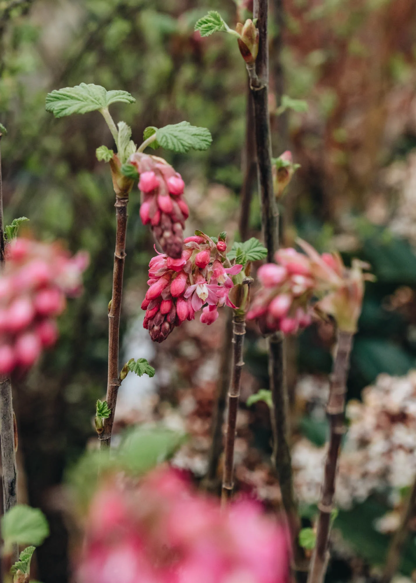Ribes sanguineum 'Amore',  3L - Image 2