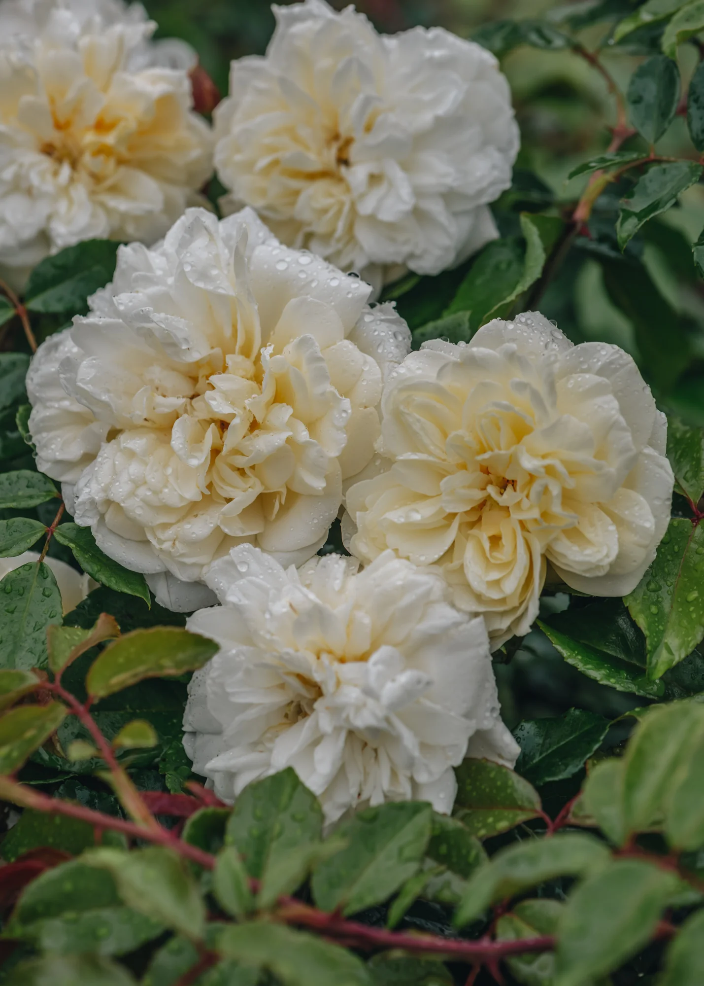 Rosa Albéric Barbier AGM