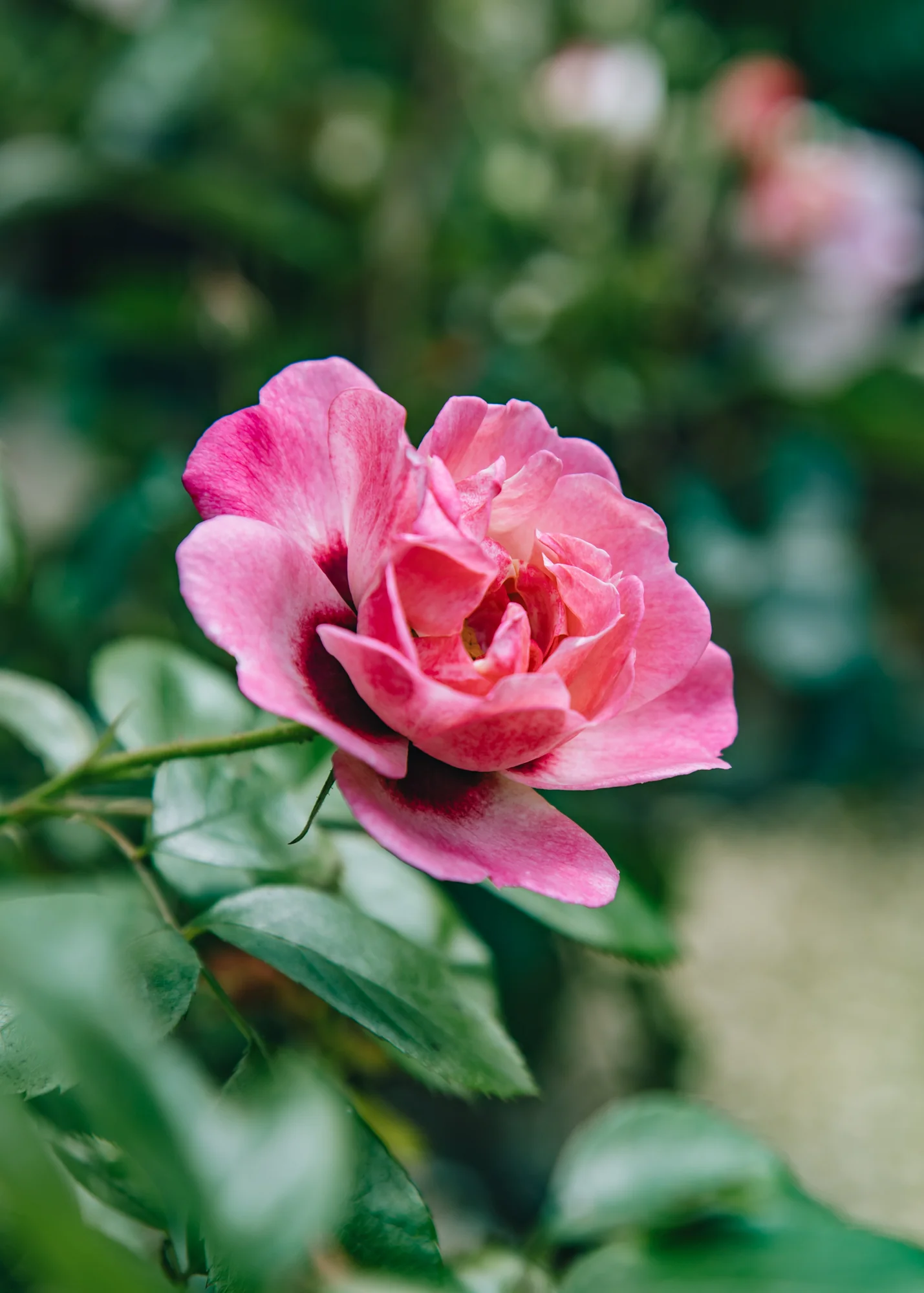Rosa 'Angel Eyes', 3L  - Image 2