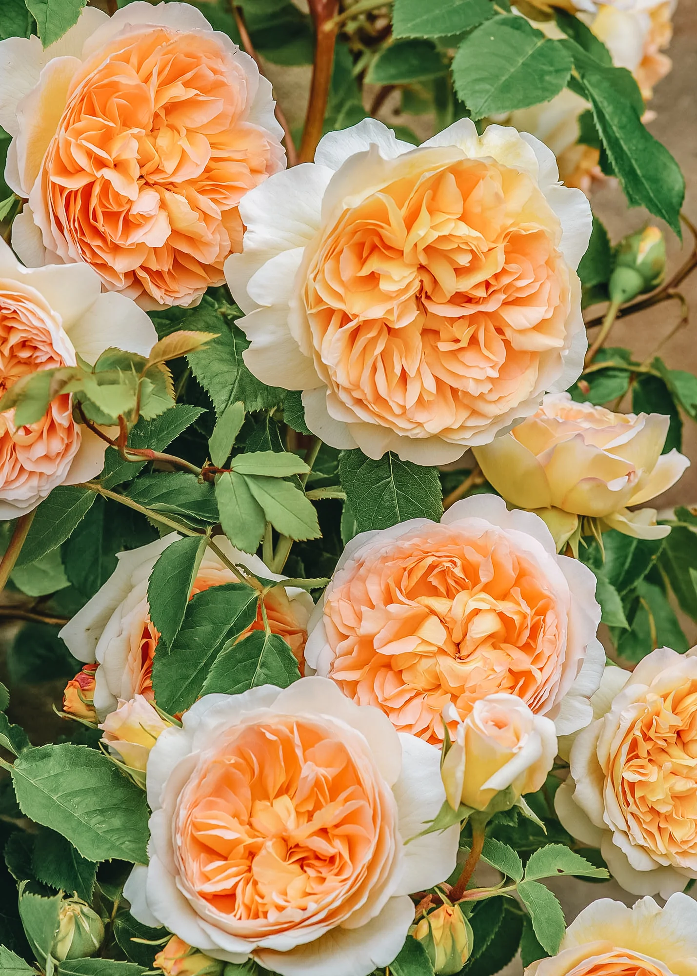 Rosa Bathsheba®