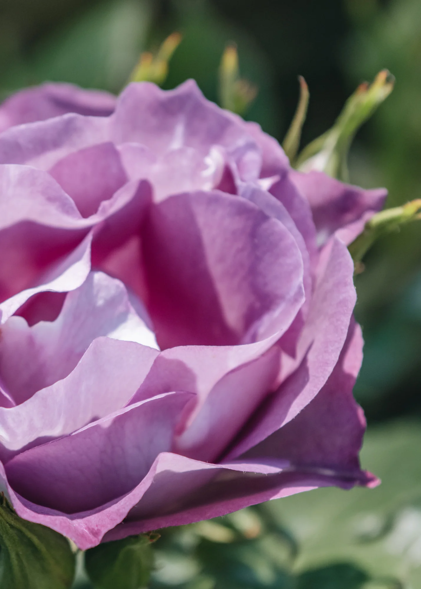 Rosa Blue For You - Image 2