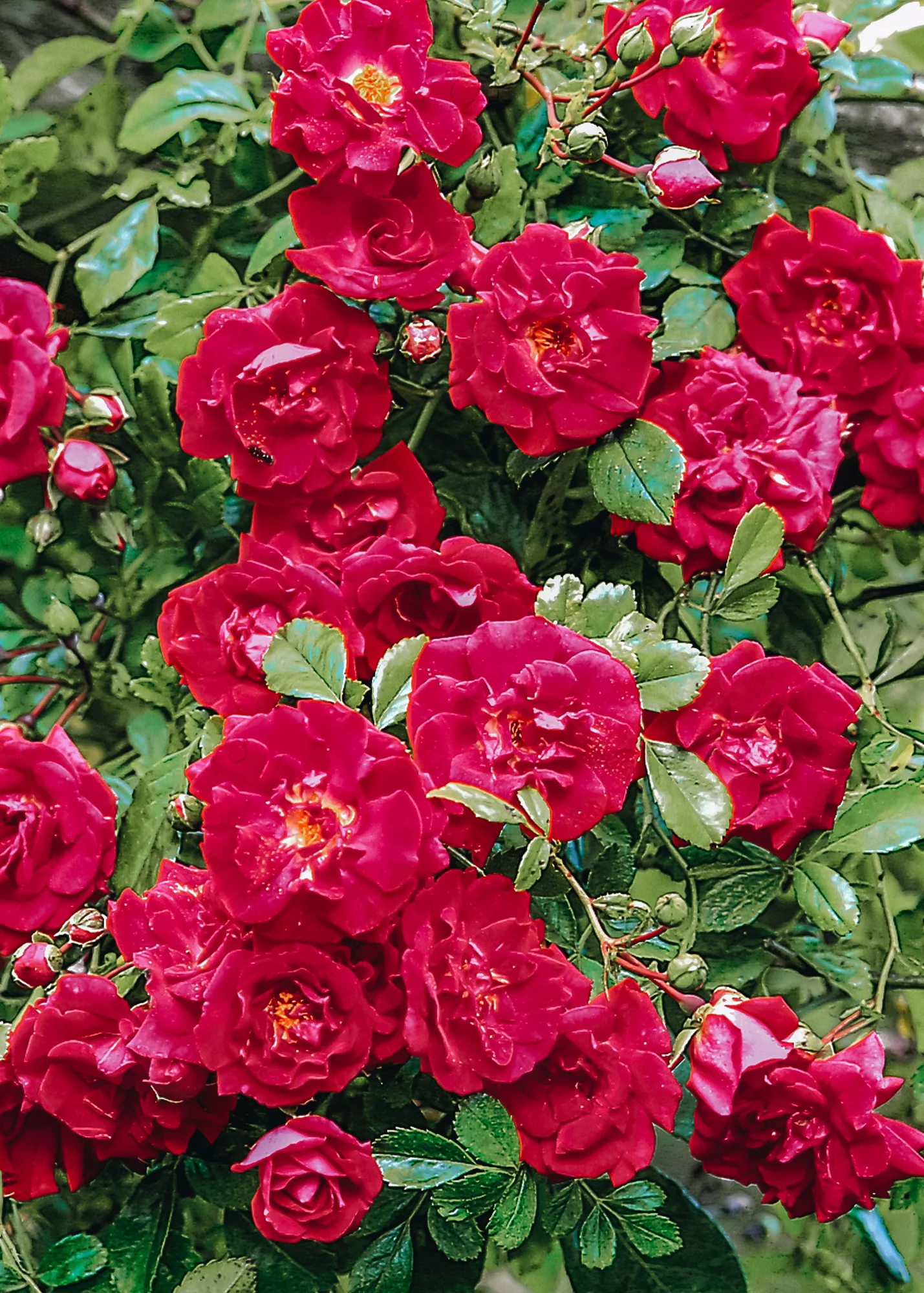 Rosa Crimson Shower