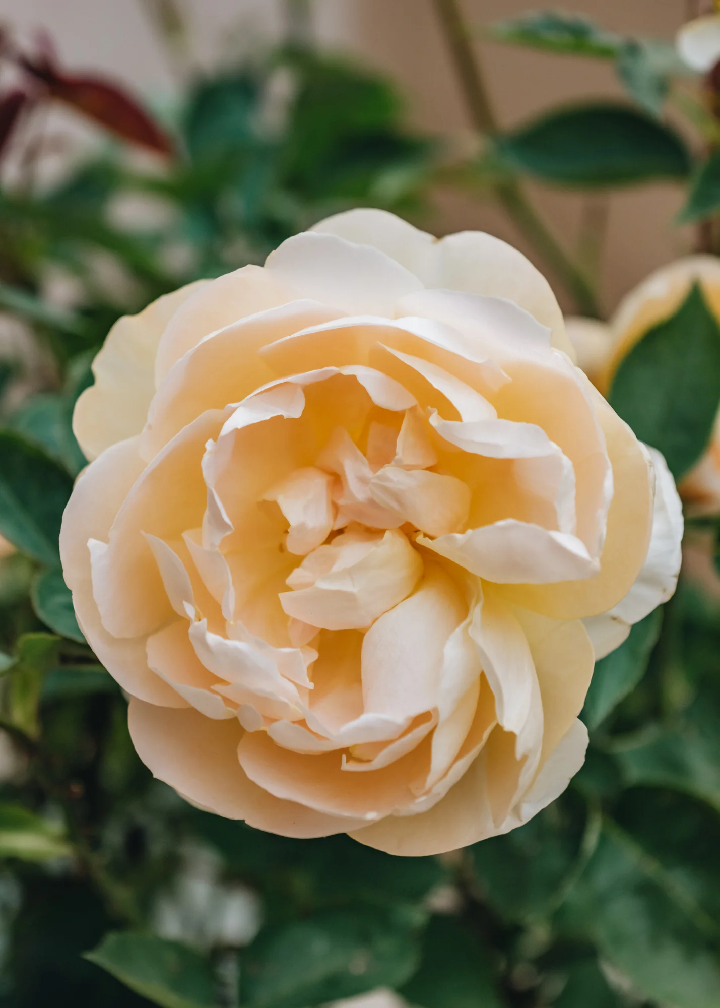 Rosa Dannahue®