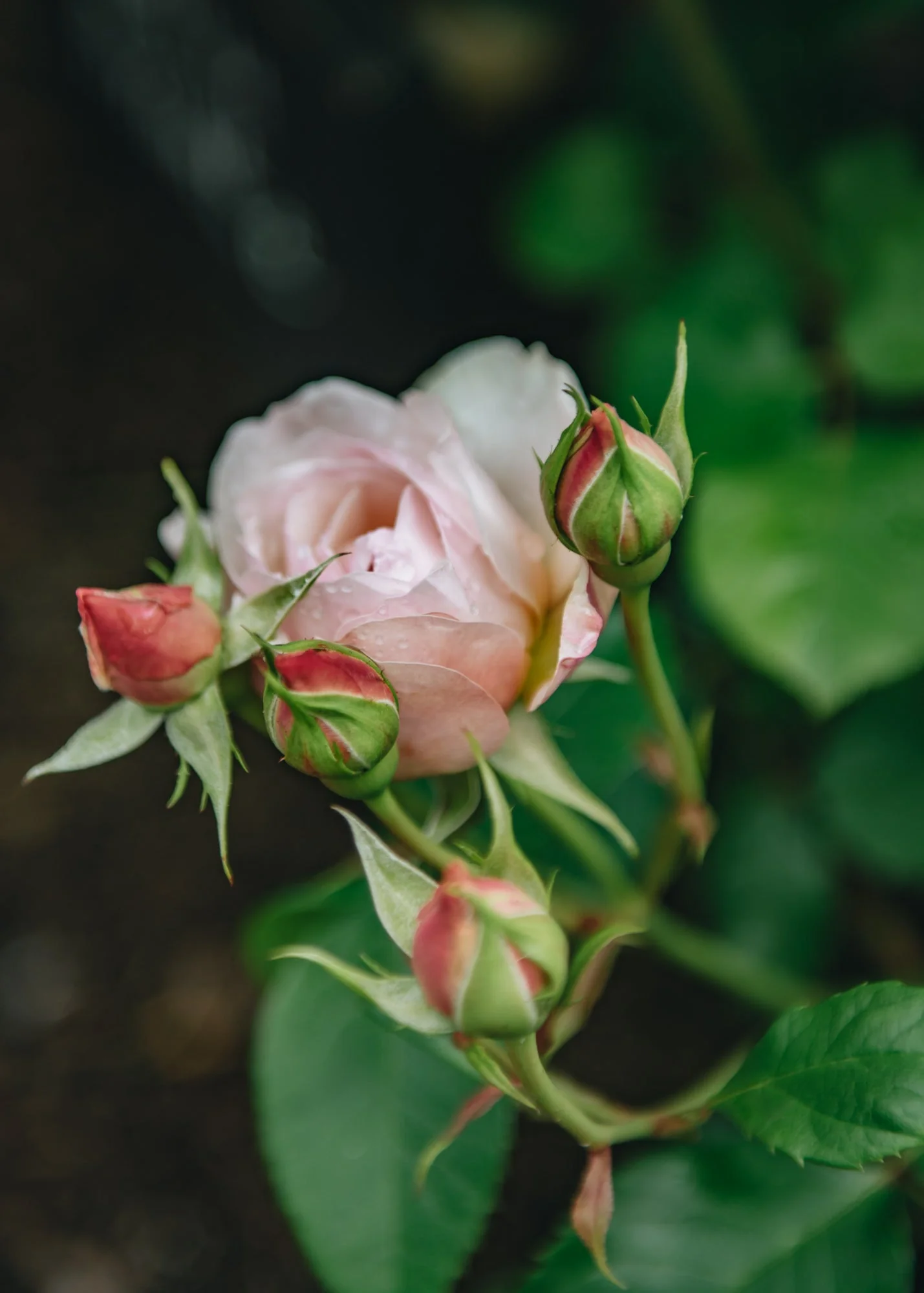 Rosa Emily Brontë® - Image 2