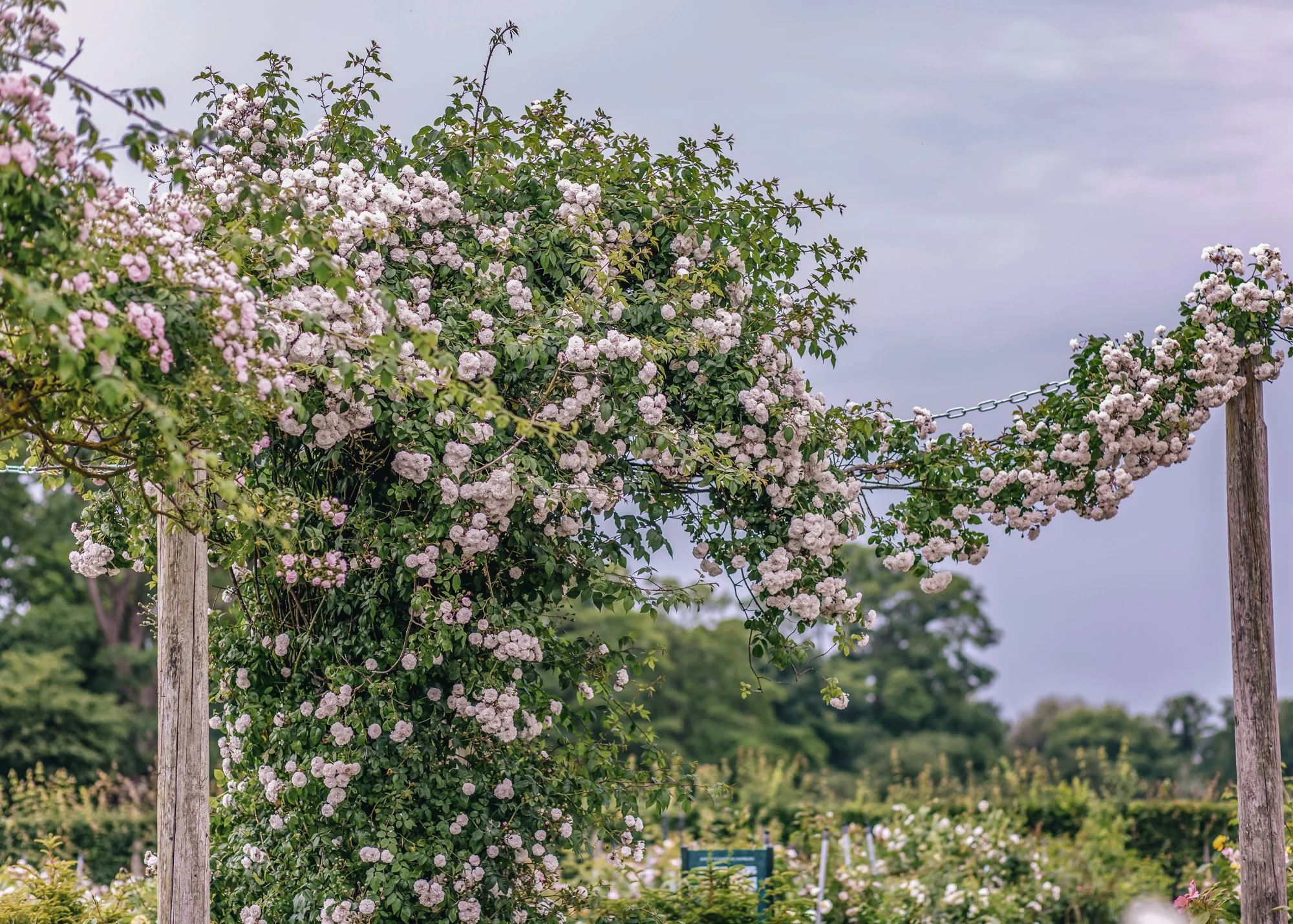 Rosa Félicité-Perpétue AGM - Image 2