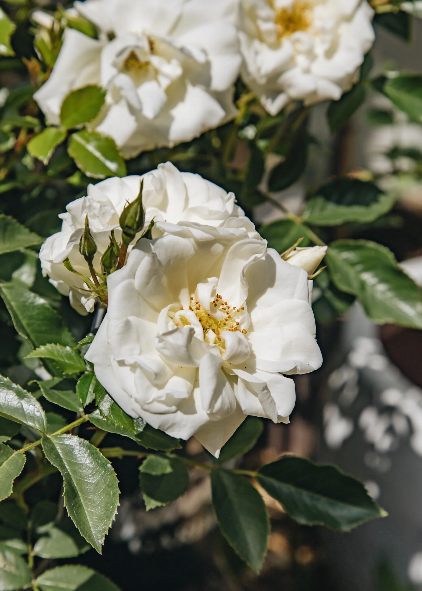 Rosa 'Flower Carpet White', 3L - Image 2