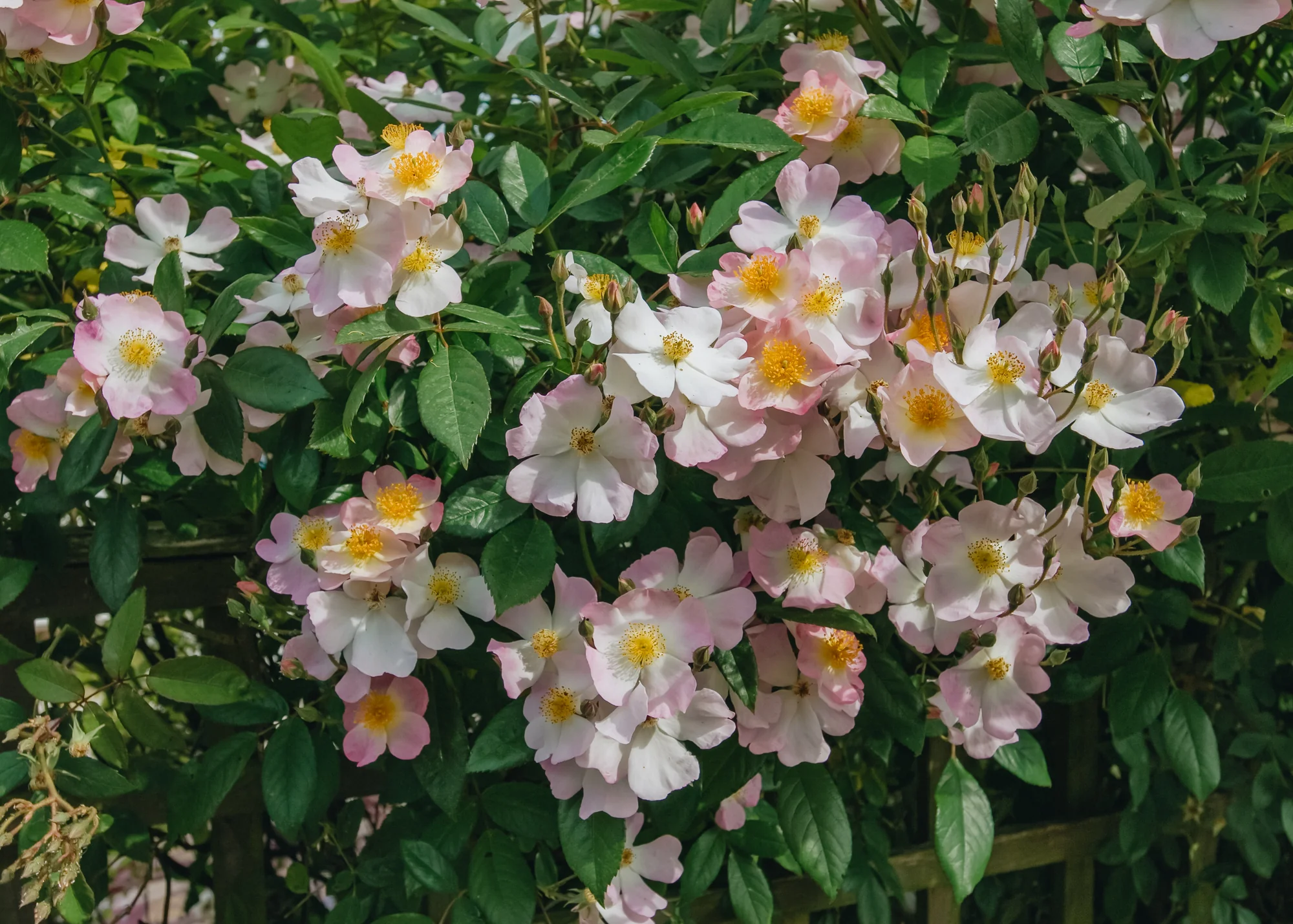 Rosa Francis E Lester AGM