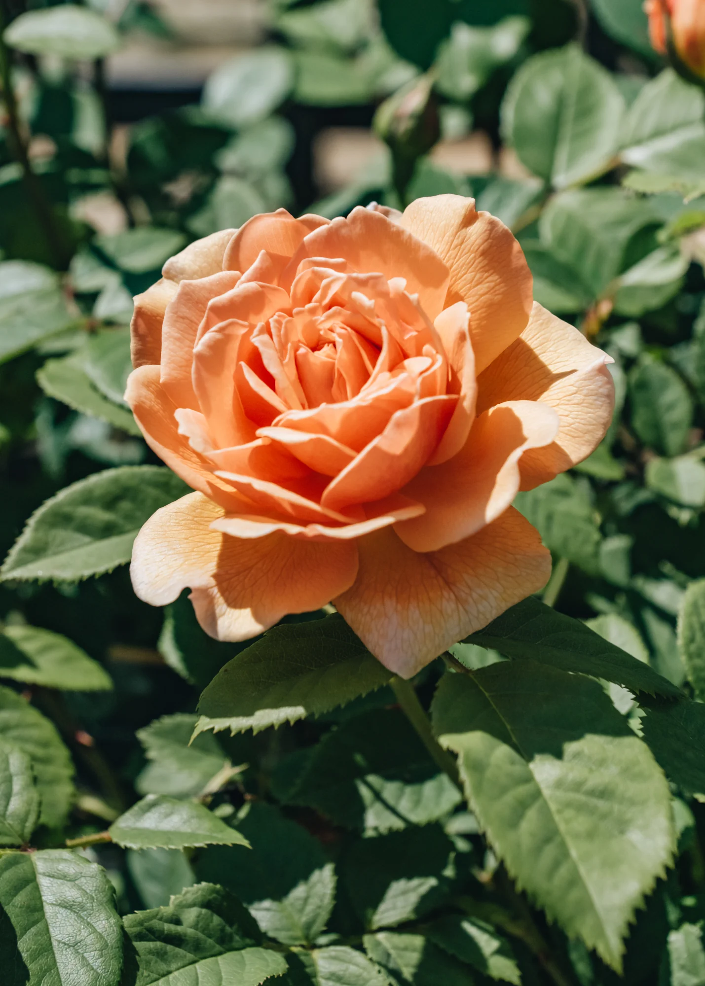 Rosa Grace® AGM