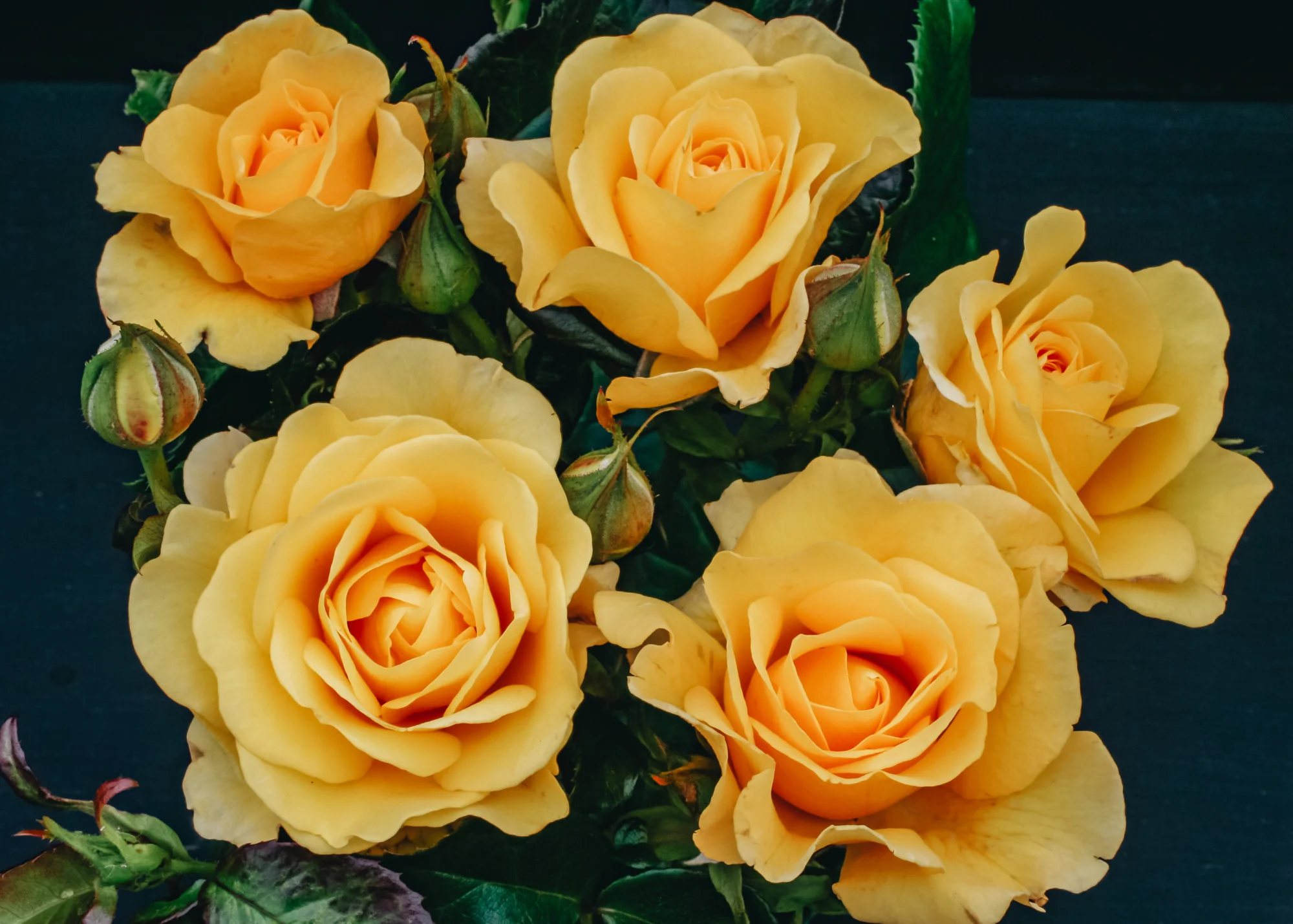 Rosa Happy Golden Wedding, 4.5L