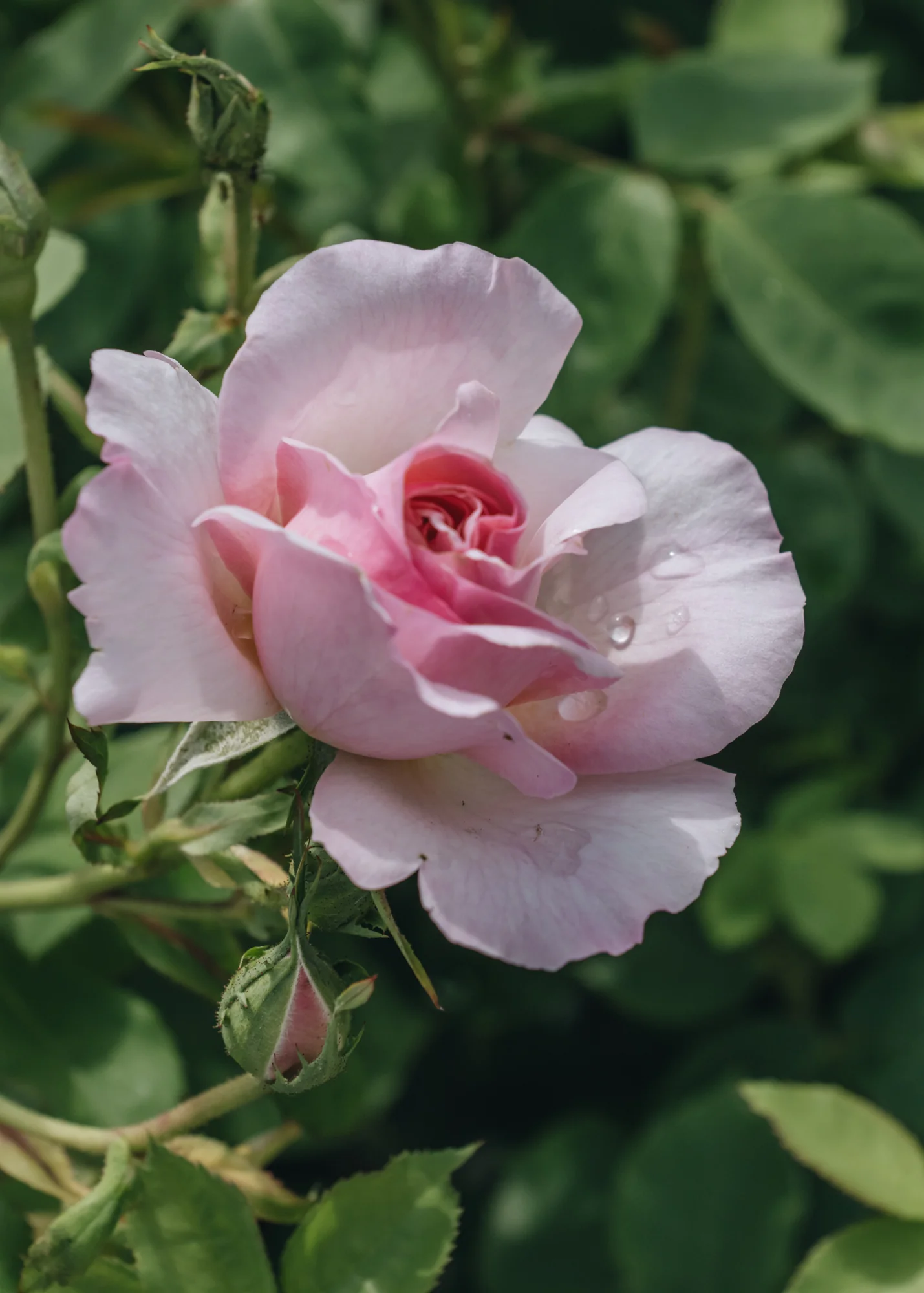 Rosa Hyde Hall® - Image 2