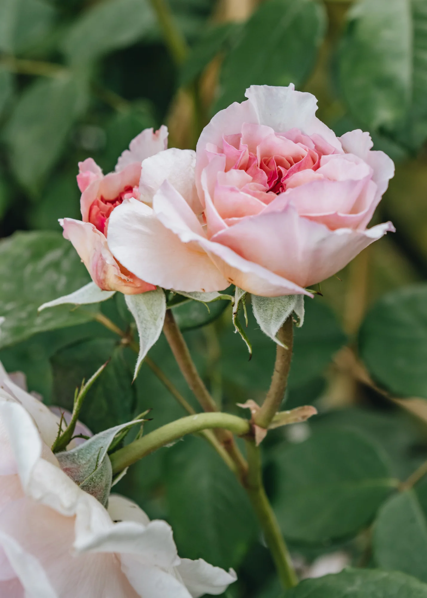 Rosa James Galway® CLG - Image 2