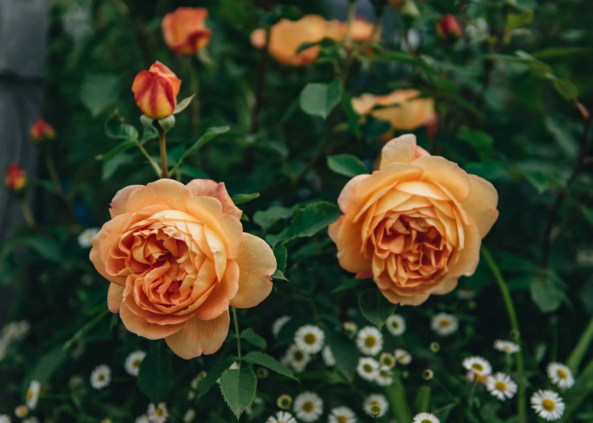 Rosa Lady of Shalott® AGM
