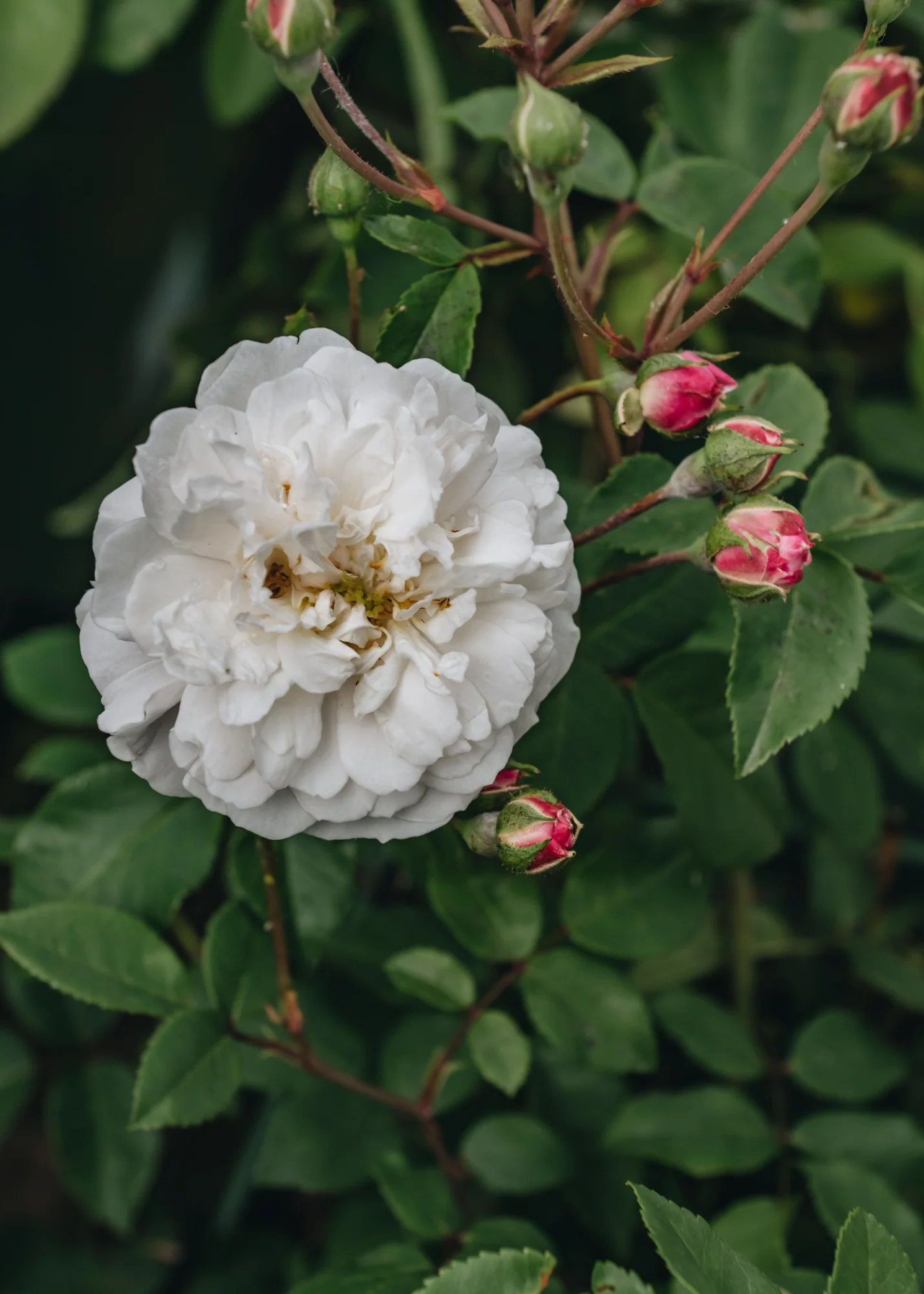 Rosa Little White Pet