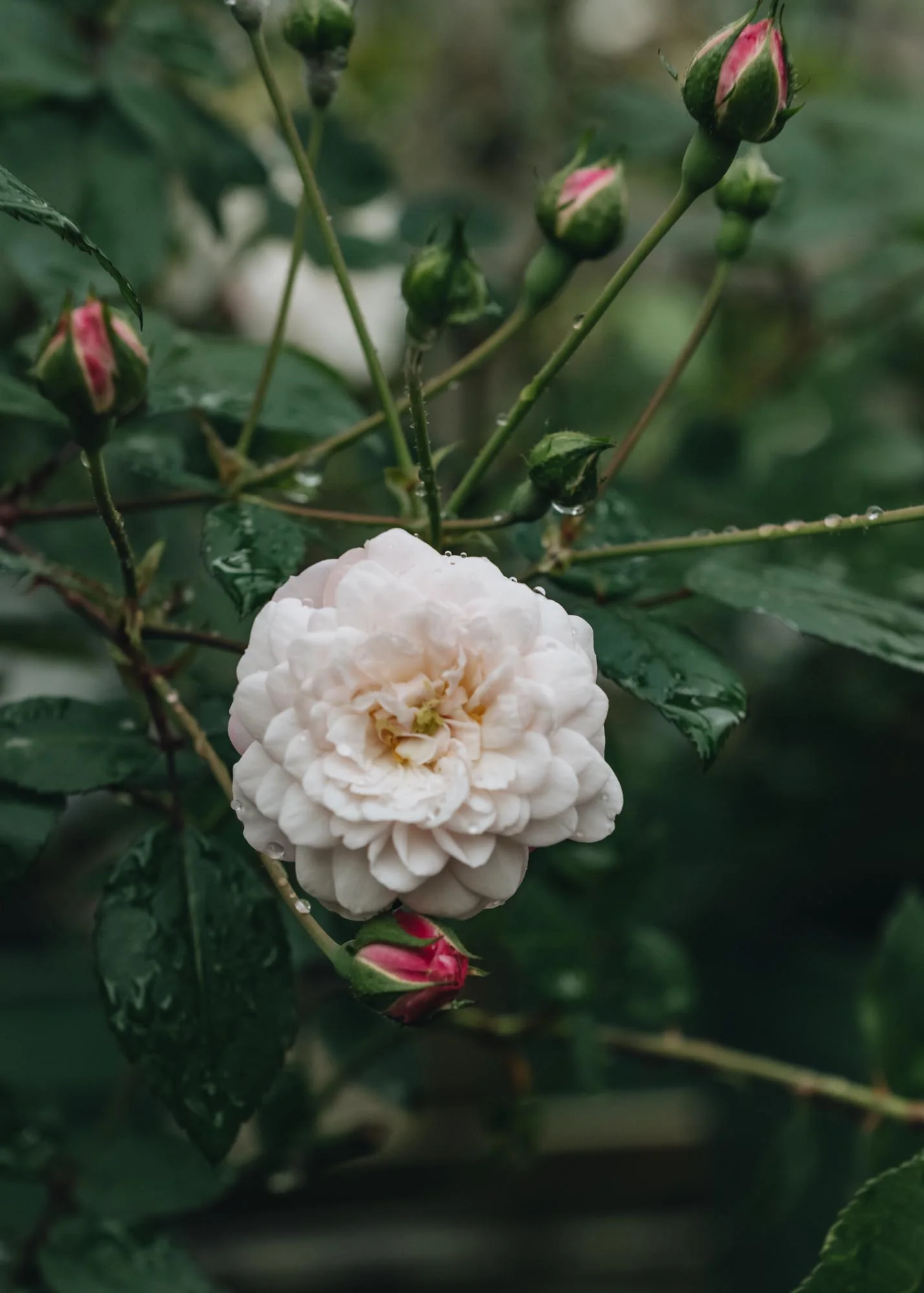 Rosa Little White Pet - Image 2