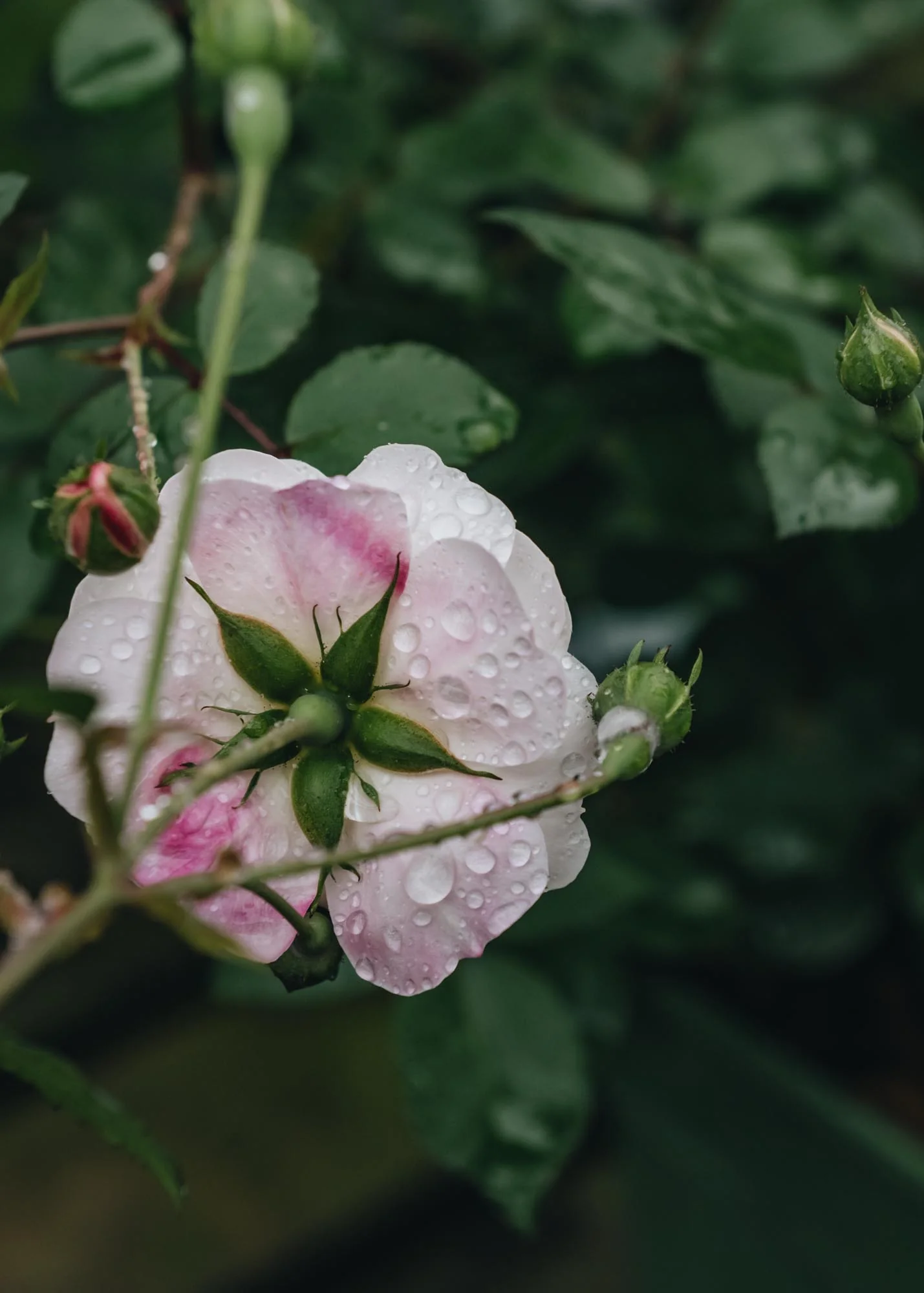 Rosa Little White Pet - Image 3