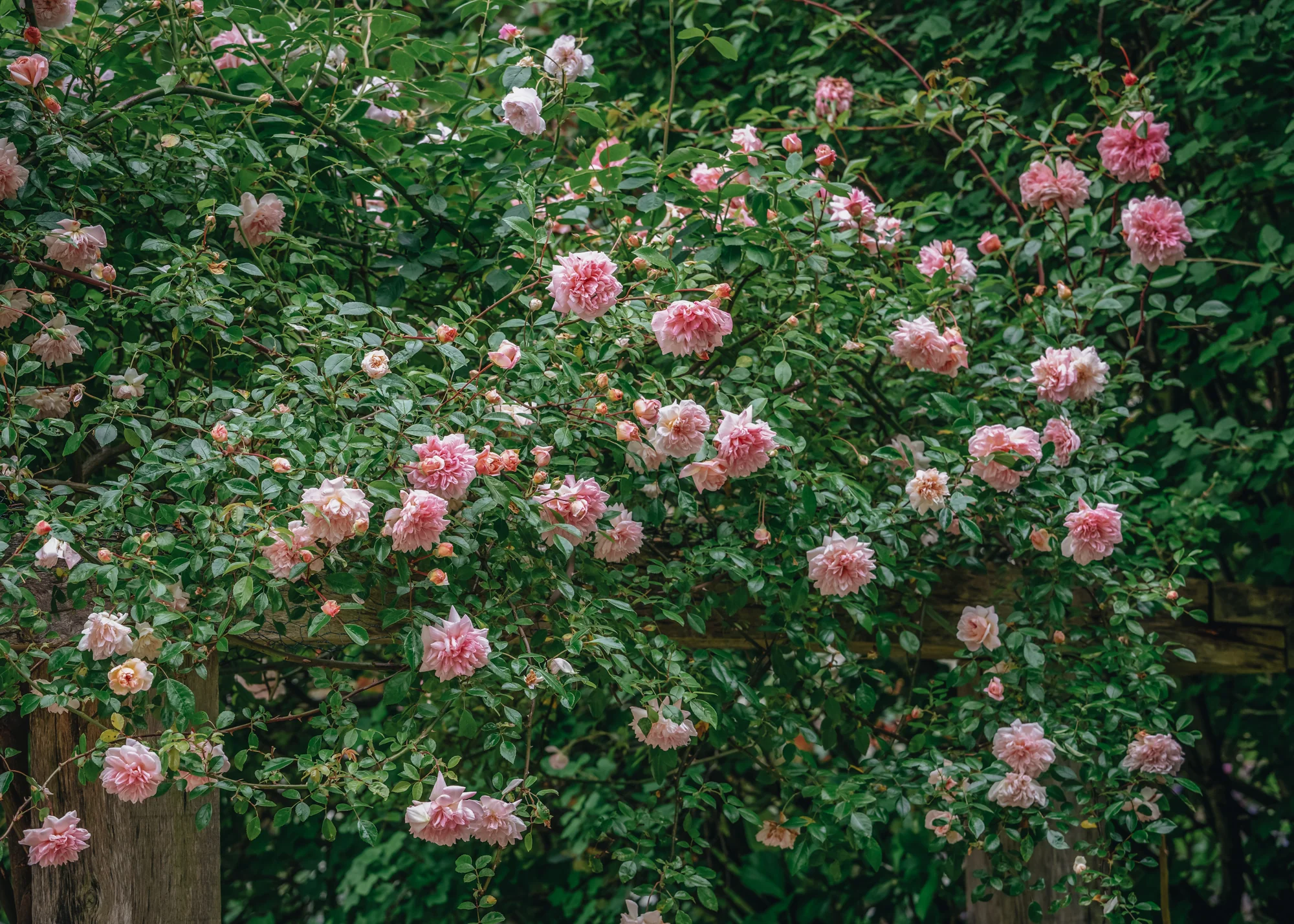 Rosa Paul Noel