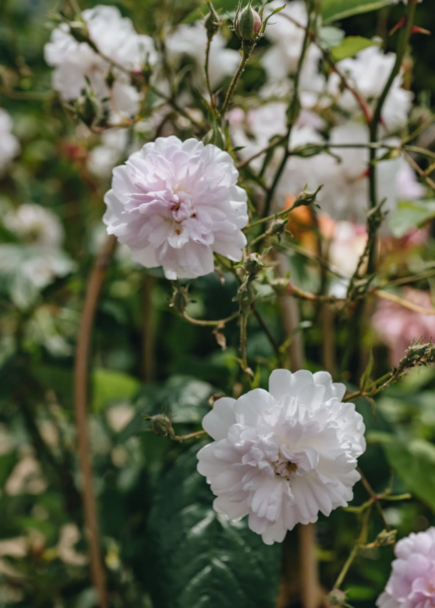 Rosa Paul's Himalayan Musk AGM - Image 2