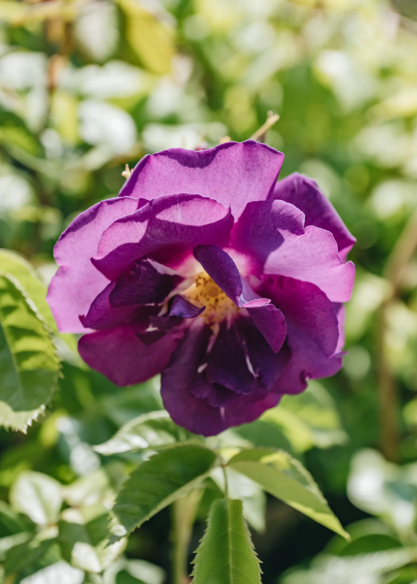 Rosa Rhapsody in Blue, 4L - Image 2