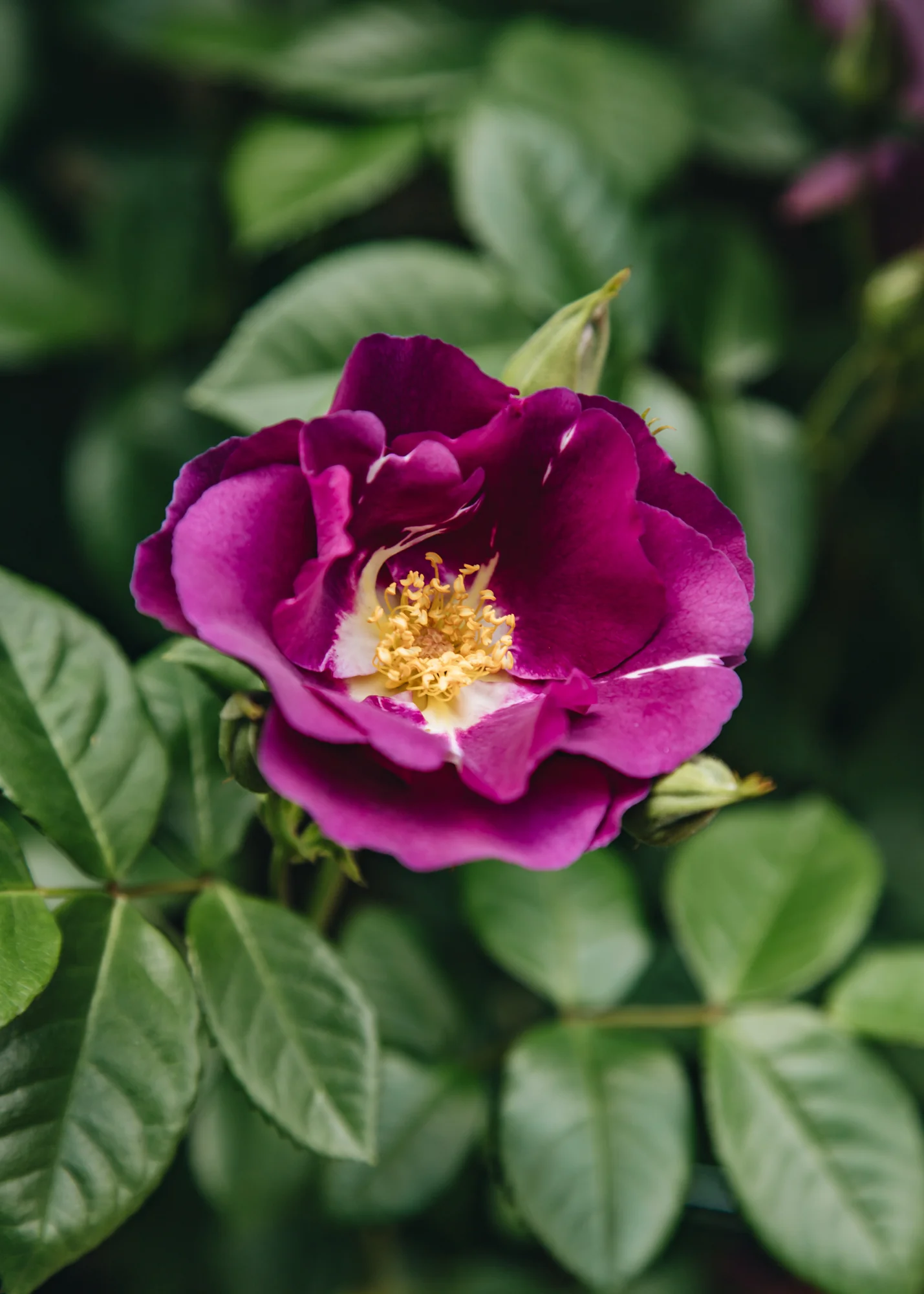Rosa Rhapsody in Blue, 4L - Image 3