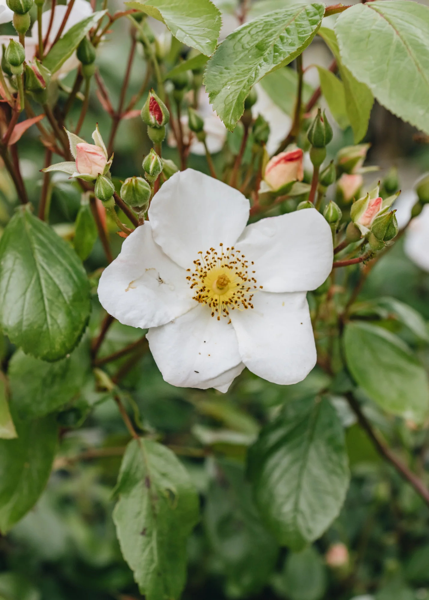Rosa Rushing Stream - Image 2