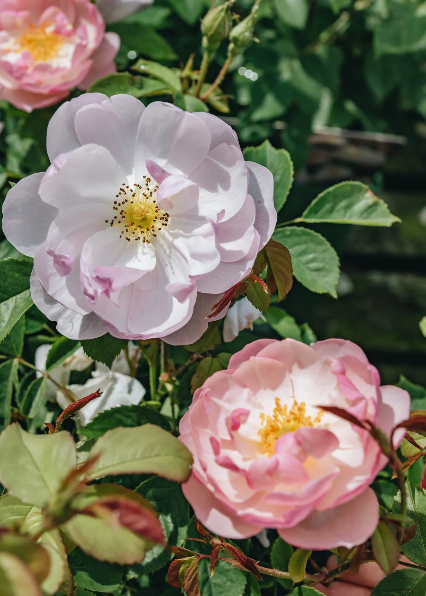 Rosa Scarborough Fair® AGM