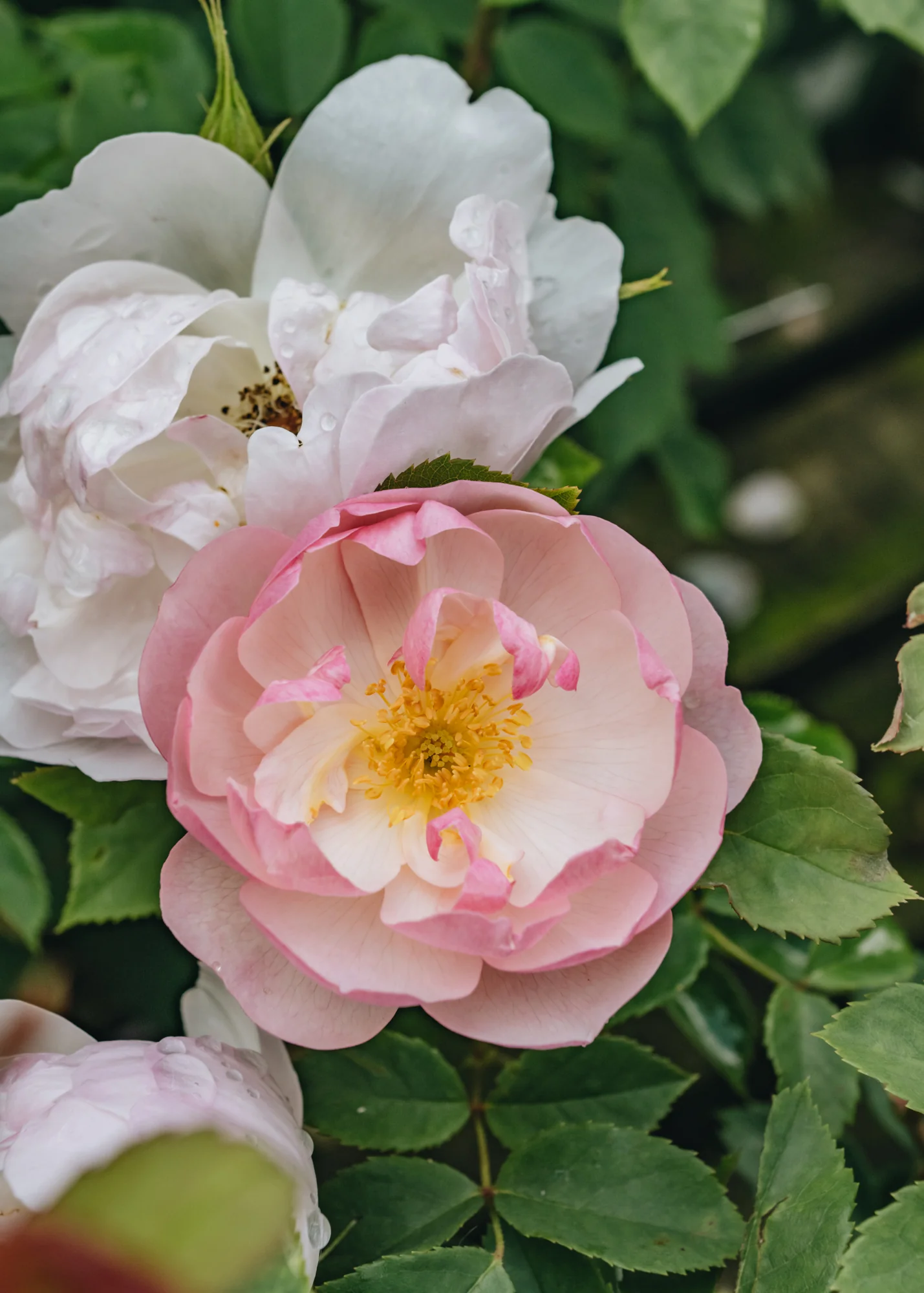 Rosa Scarborough Fair® AGM - Image 2