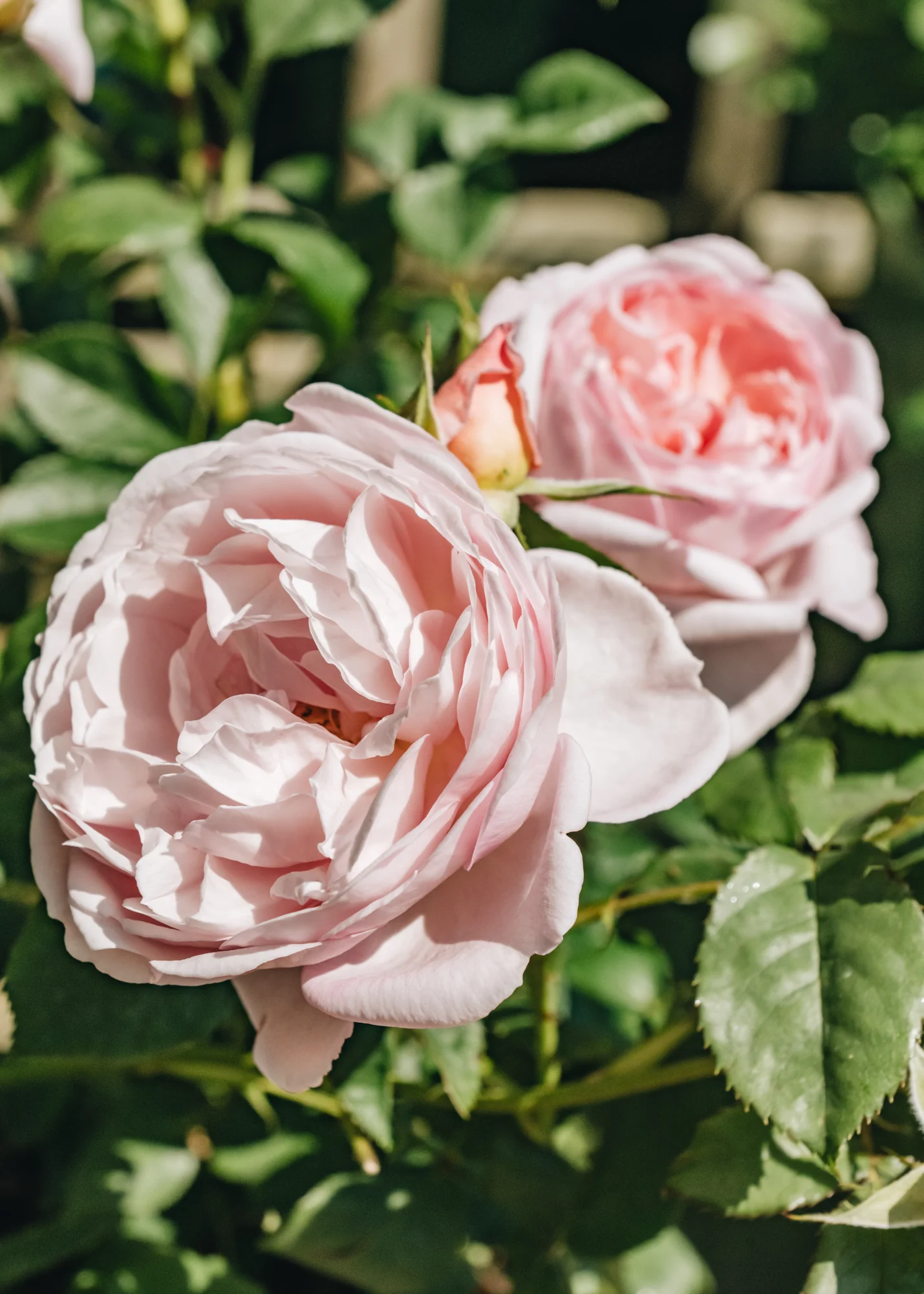 Rosa Scepter'd Isle® - Image 2