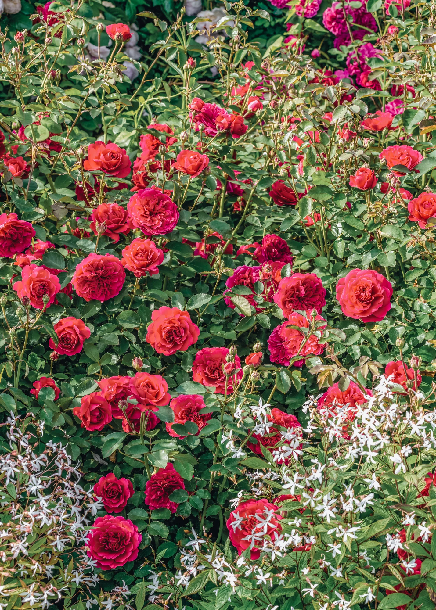 Rosa Sir John Betjeman®