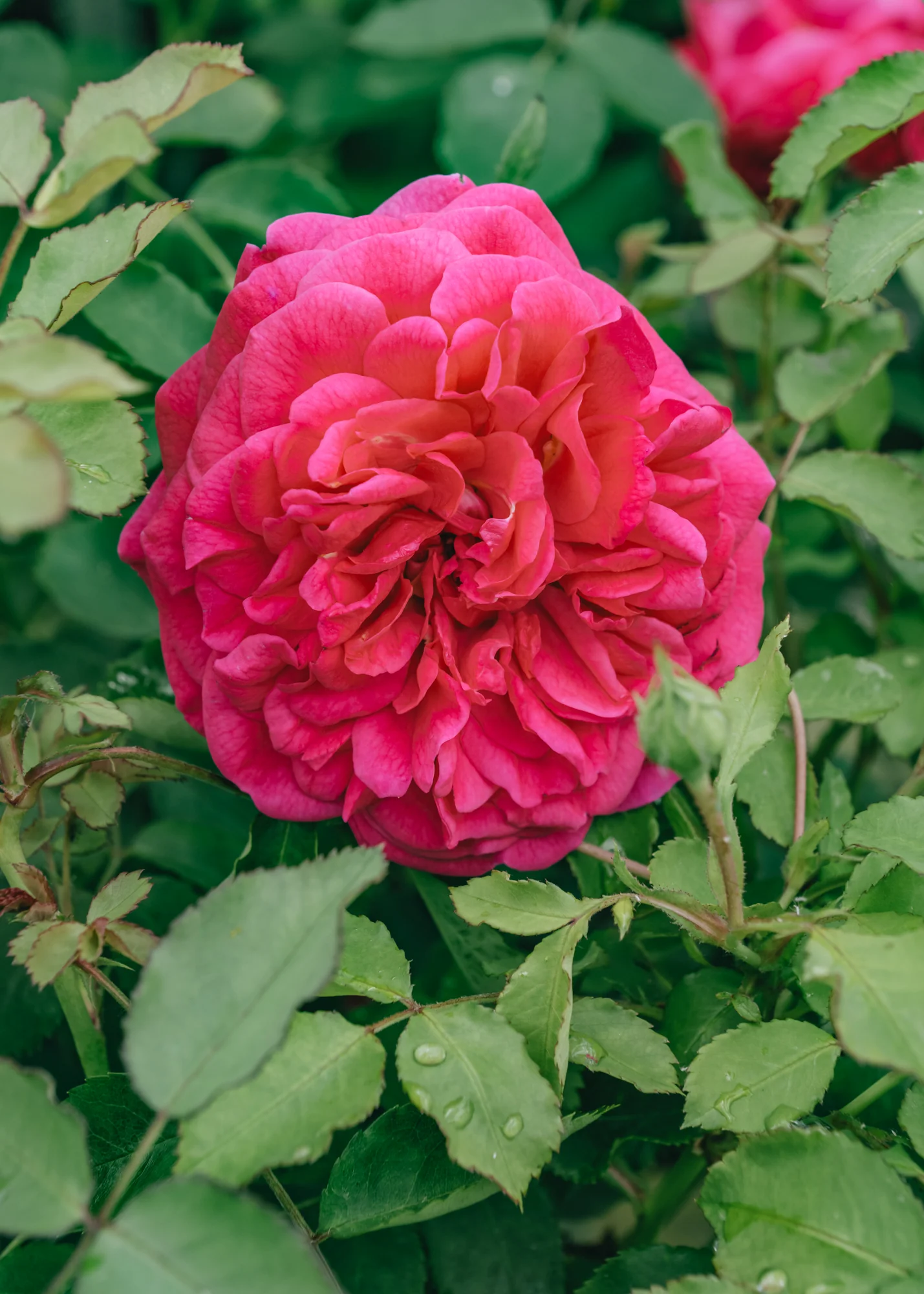 Rosa Sir John Betjeman® - Image 2