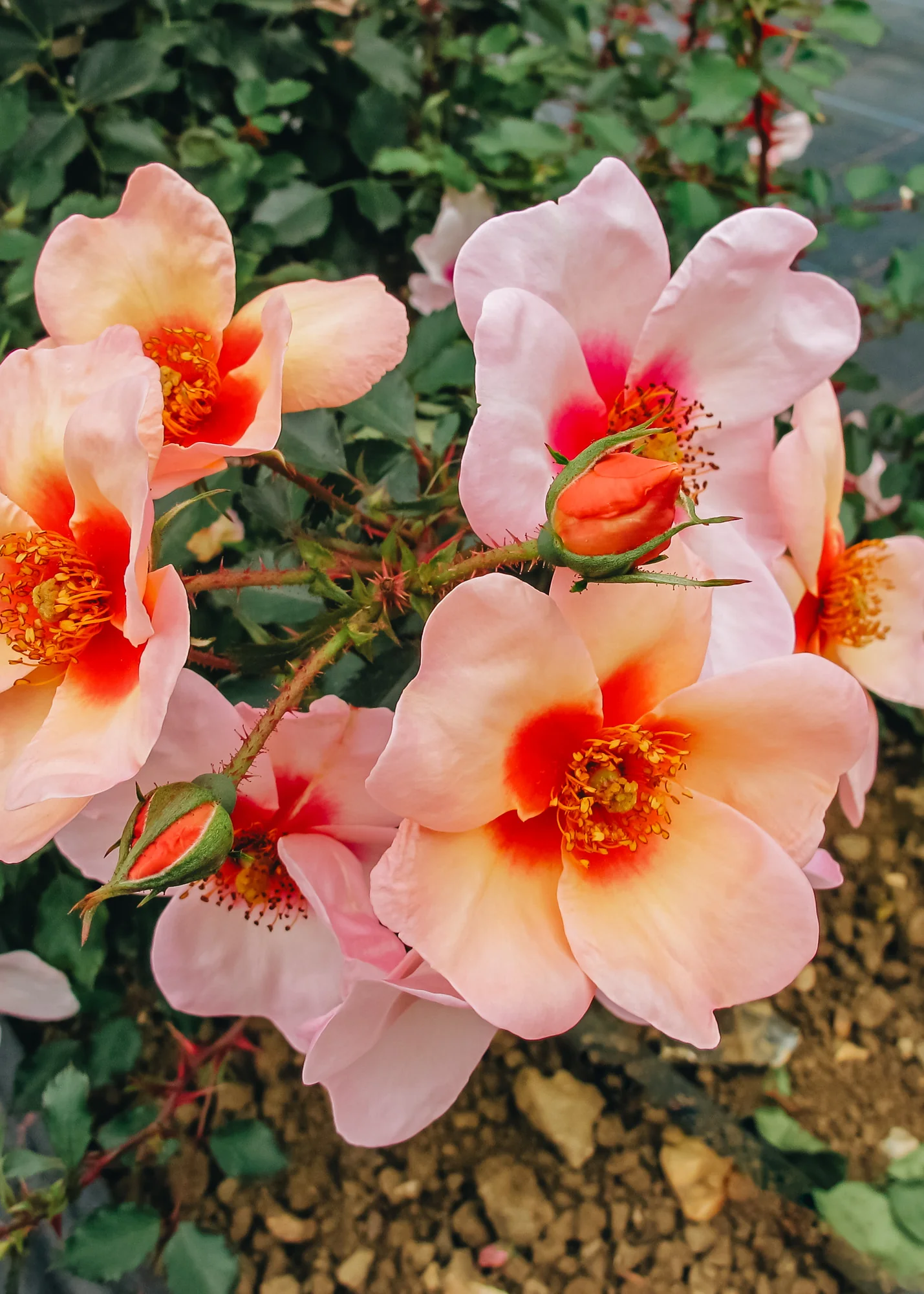 Rosa Smiling Eyes, 3L