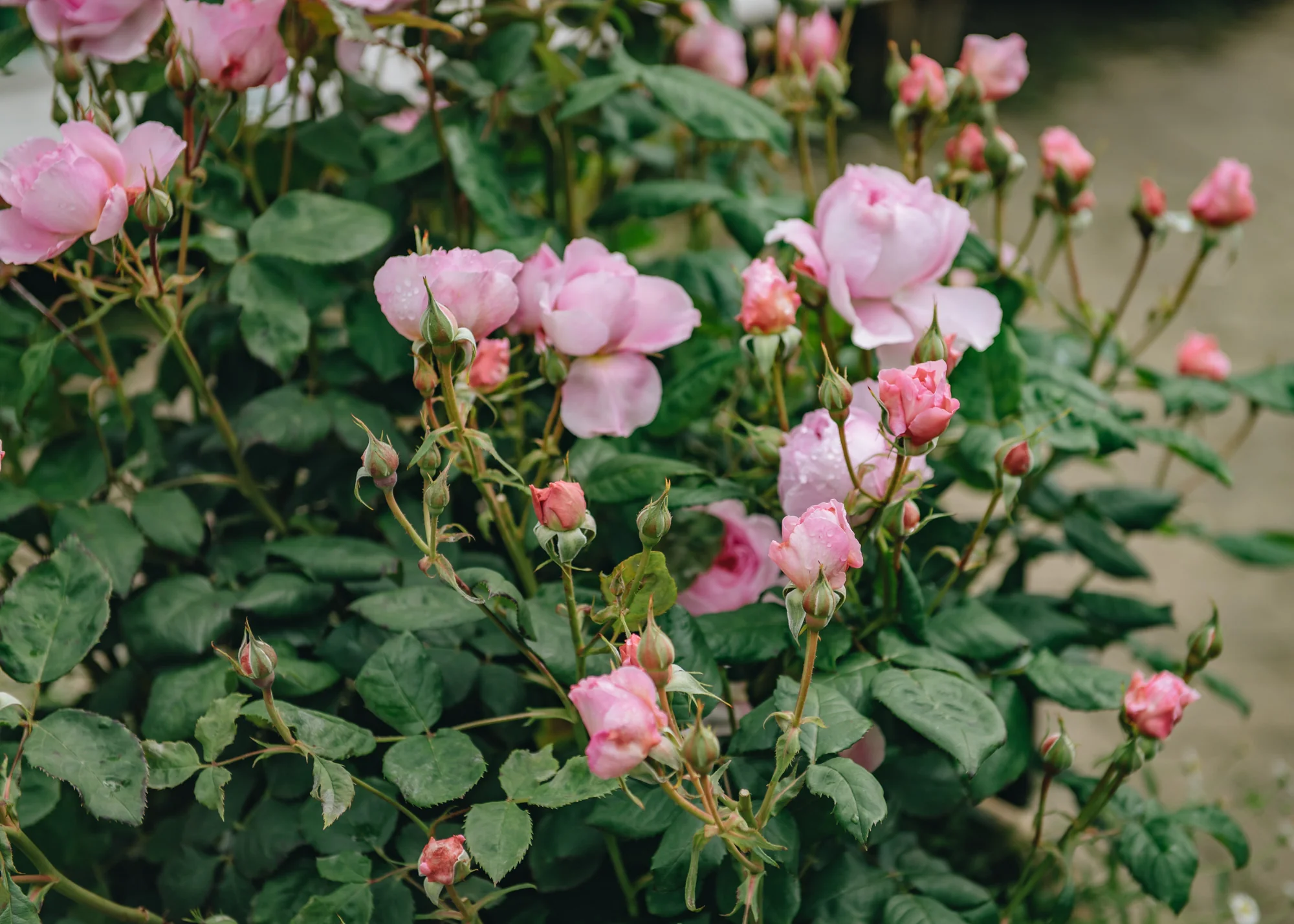 Rosa The Ancient Mariner® - Image 2