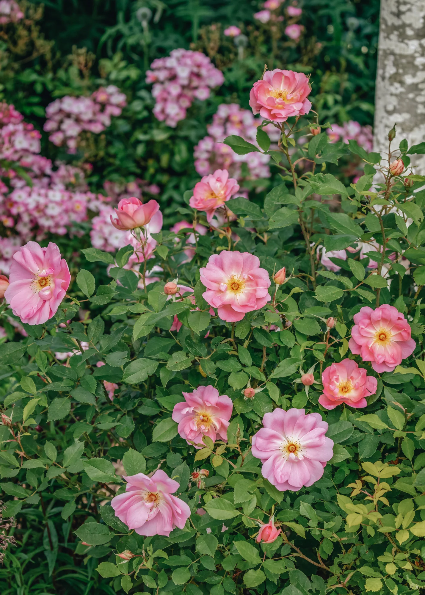 Rosa The Lady's Blush®
