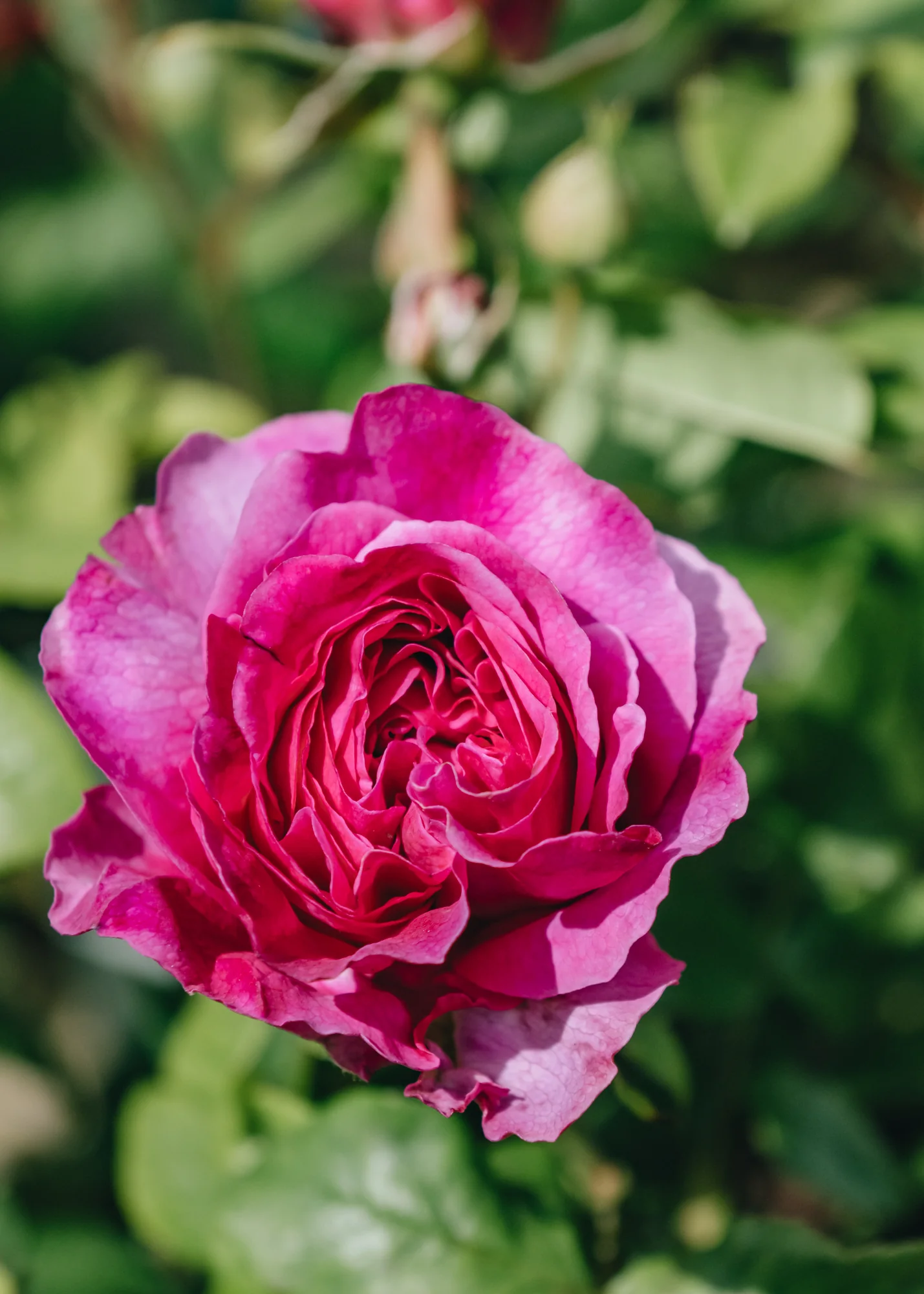 Rosa Young Lycidas® - Image 2