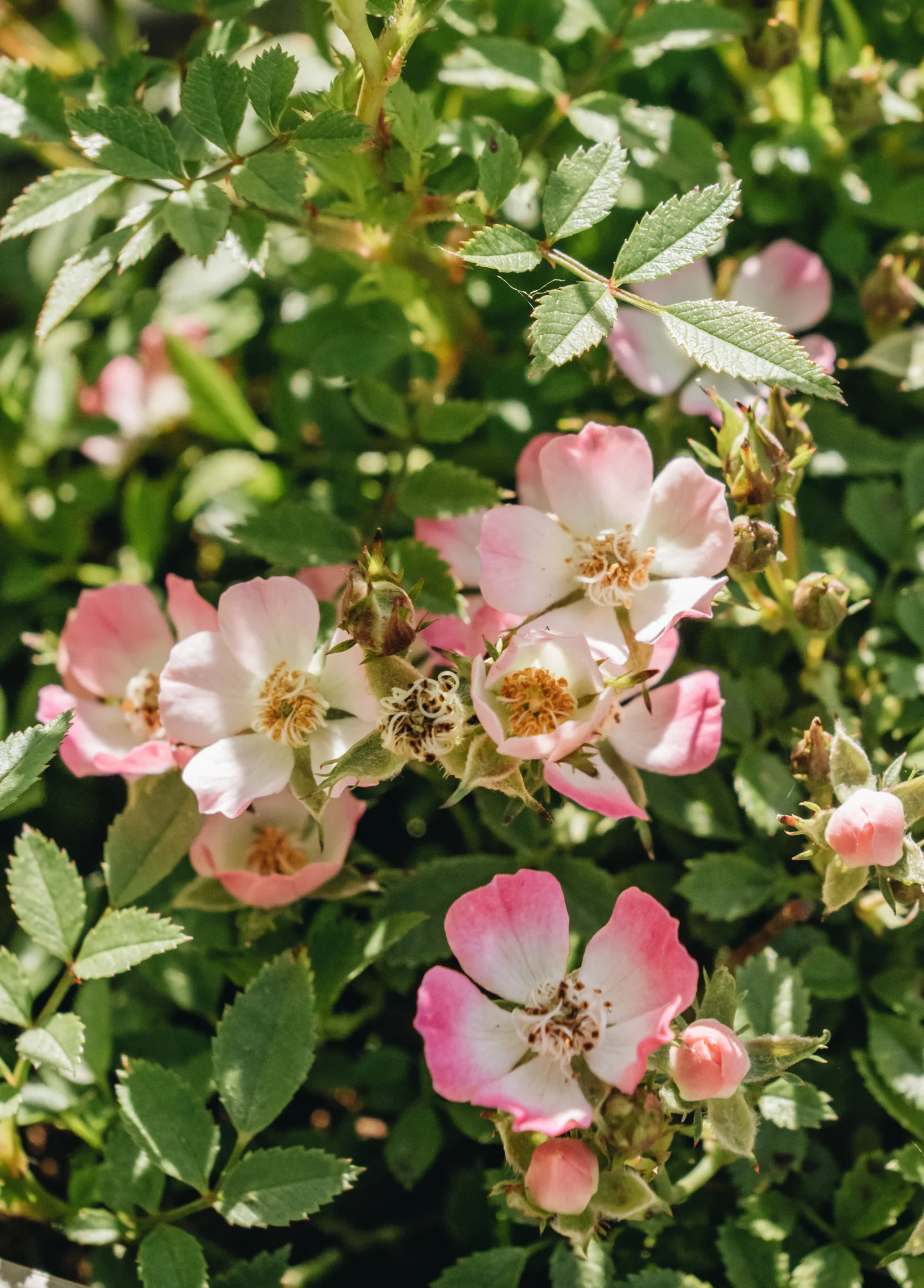Rosa 'Cutie Pie', 2L - Image 2