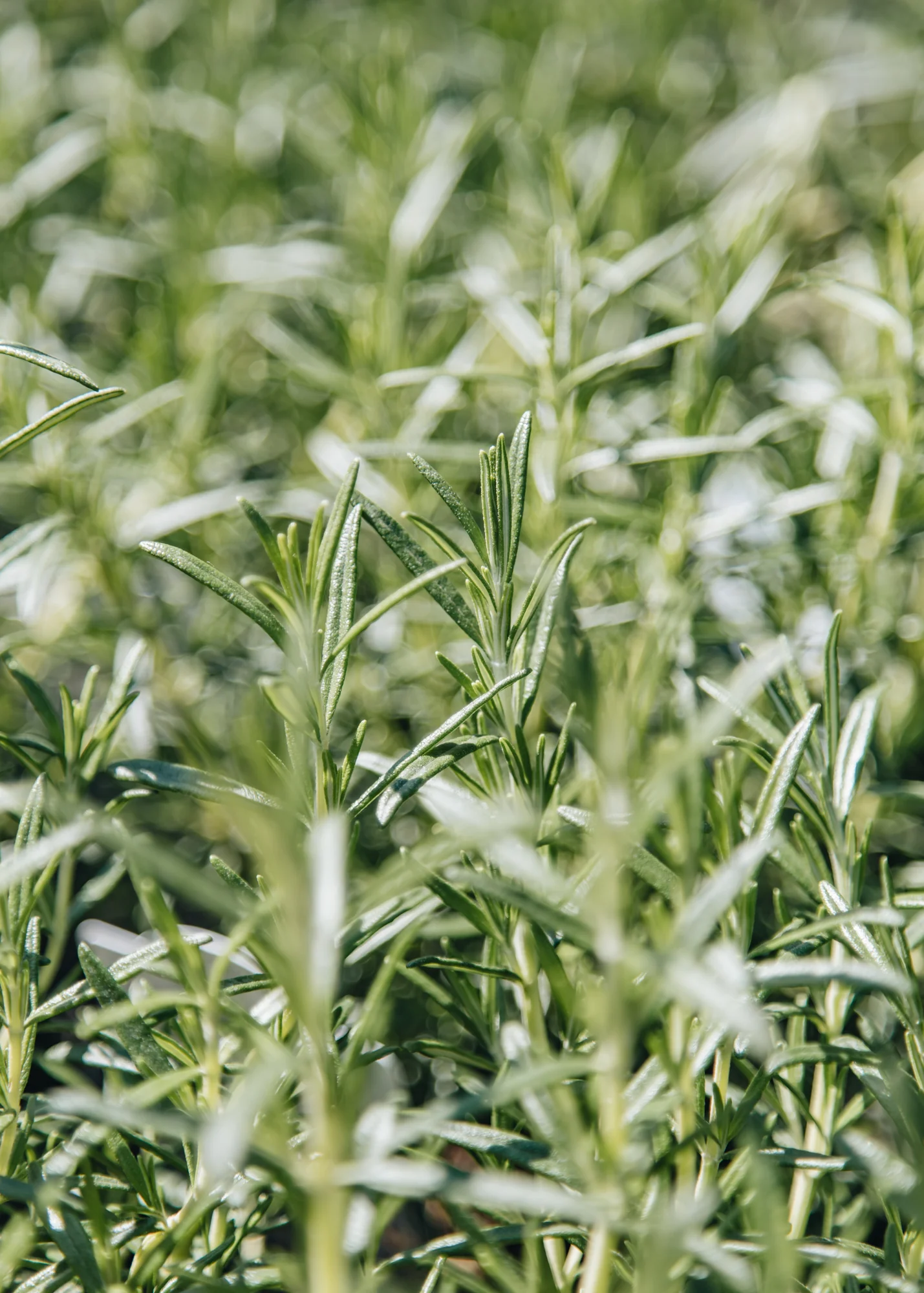 Rosmarinus Summer Sizzler, 3L